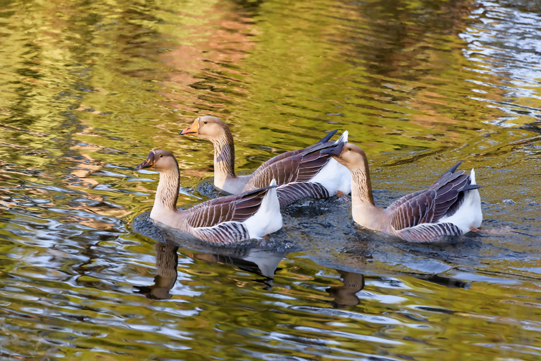 three geese RAW6399-instagram.jpg -  by Terry Kelly Photography