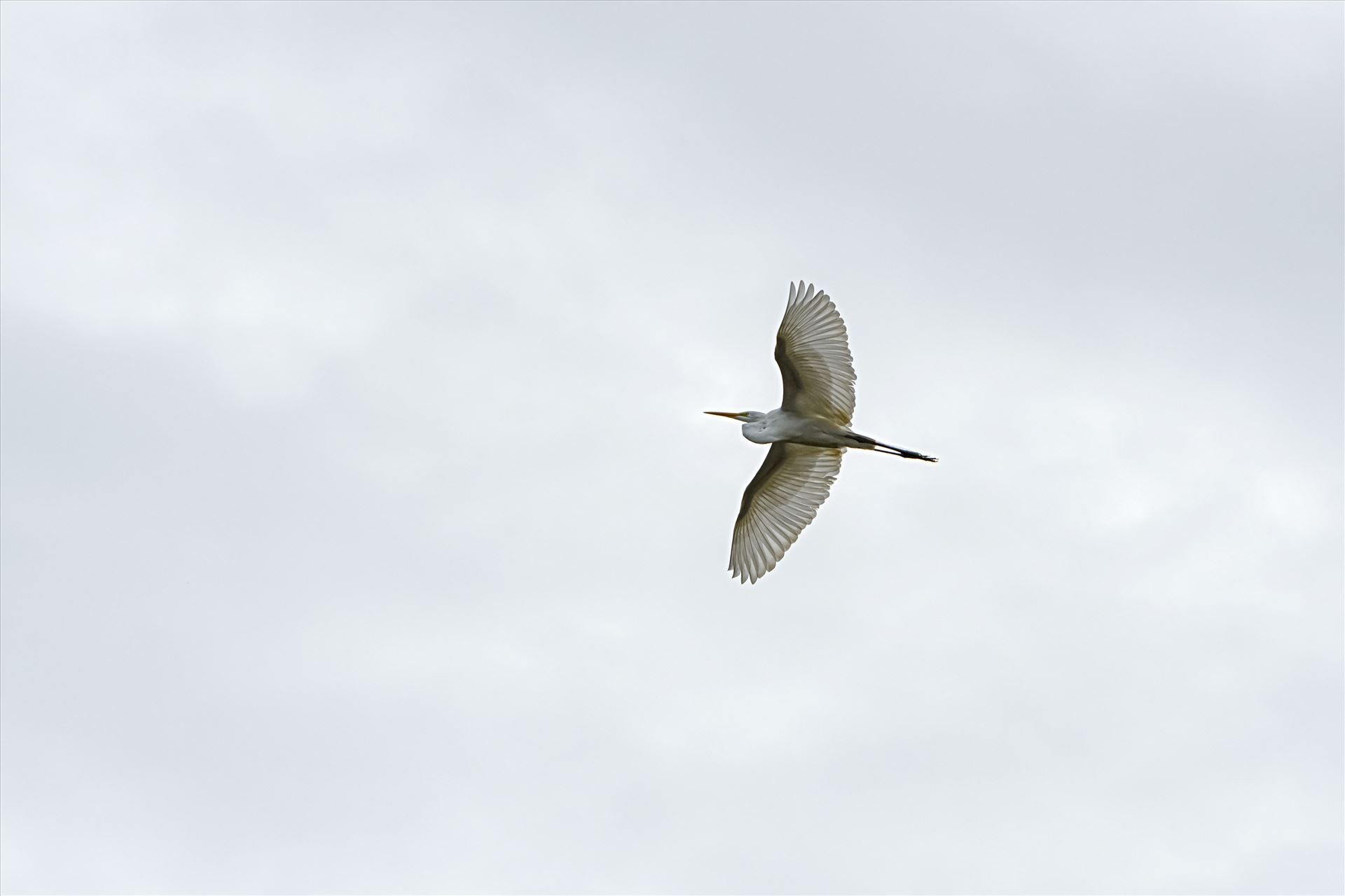 great white egert in flight ss alamy 8106865.jpg - Great white egret flying high over Lake Caroline in Panama city, Florida. by Terry Kelly Photography