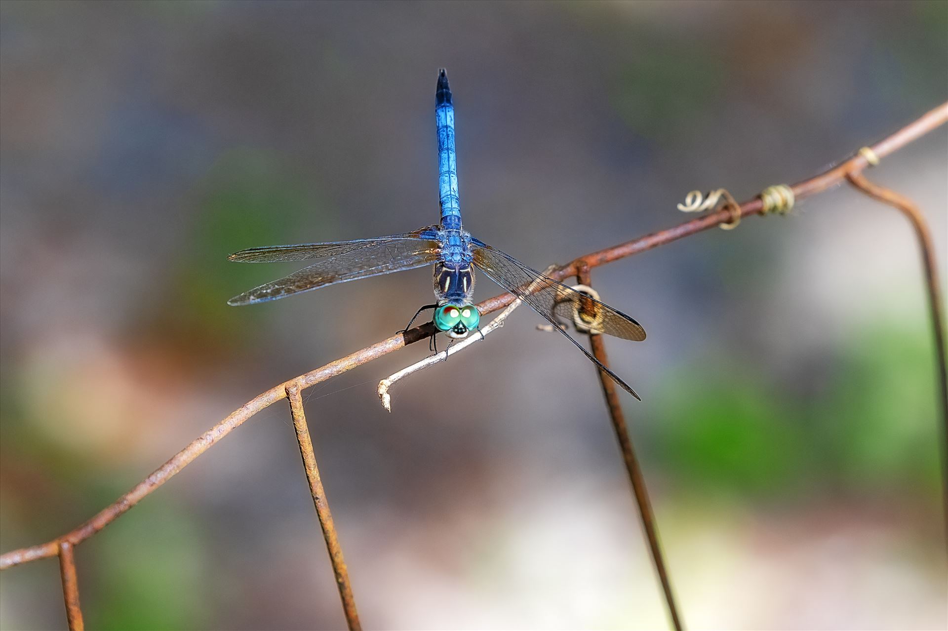 blue green dragonfly on rusted wire fence ss as sf 8500186.jpg -  by Terry Kelly Photography