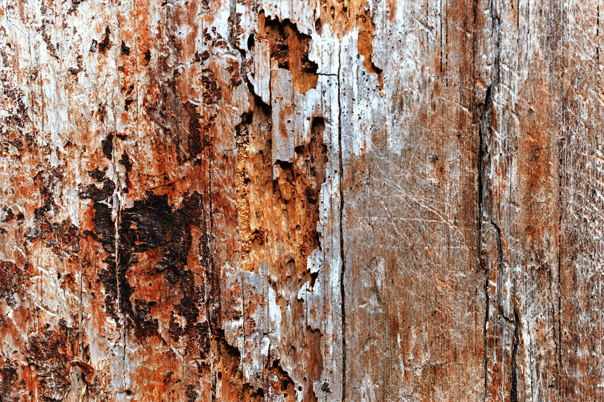 abstract macro of dead tree trunk - An abstract macro perspective capturing the fascinating textures of a decayed and lifeless tree trunk. Nature's artistry in decay. by Terry Kelly Photography