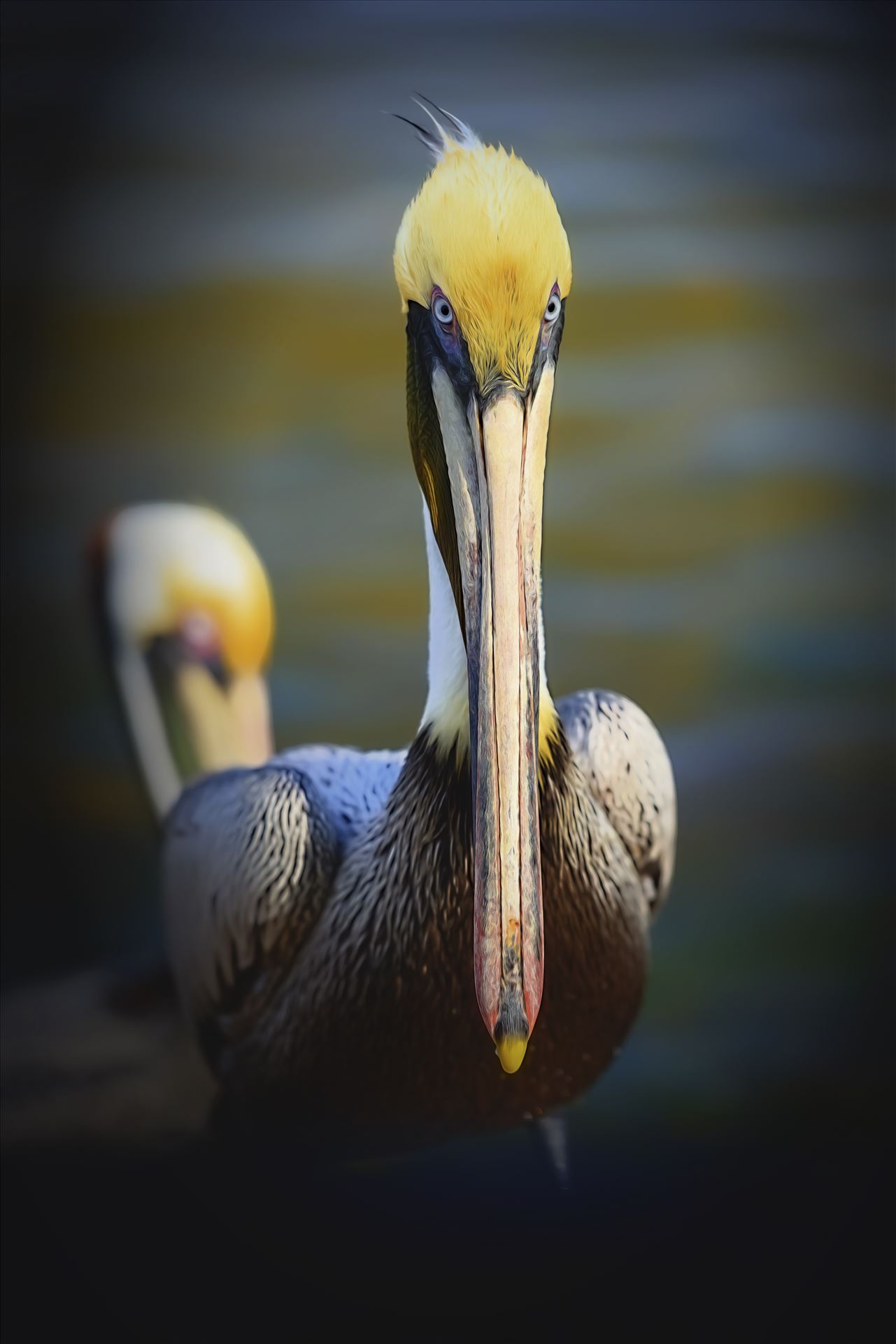 brown pelican portrait st. andrews state park 8108288.jpg -  by Terry Kelly Photography