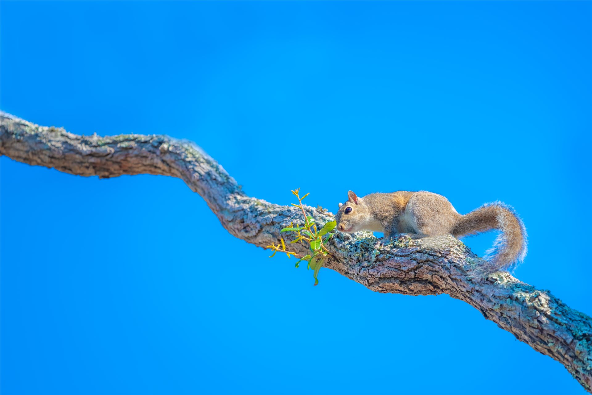 Squirrel - squirrel on oak tree limb by Terry Kelly Photography