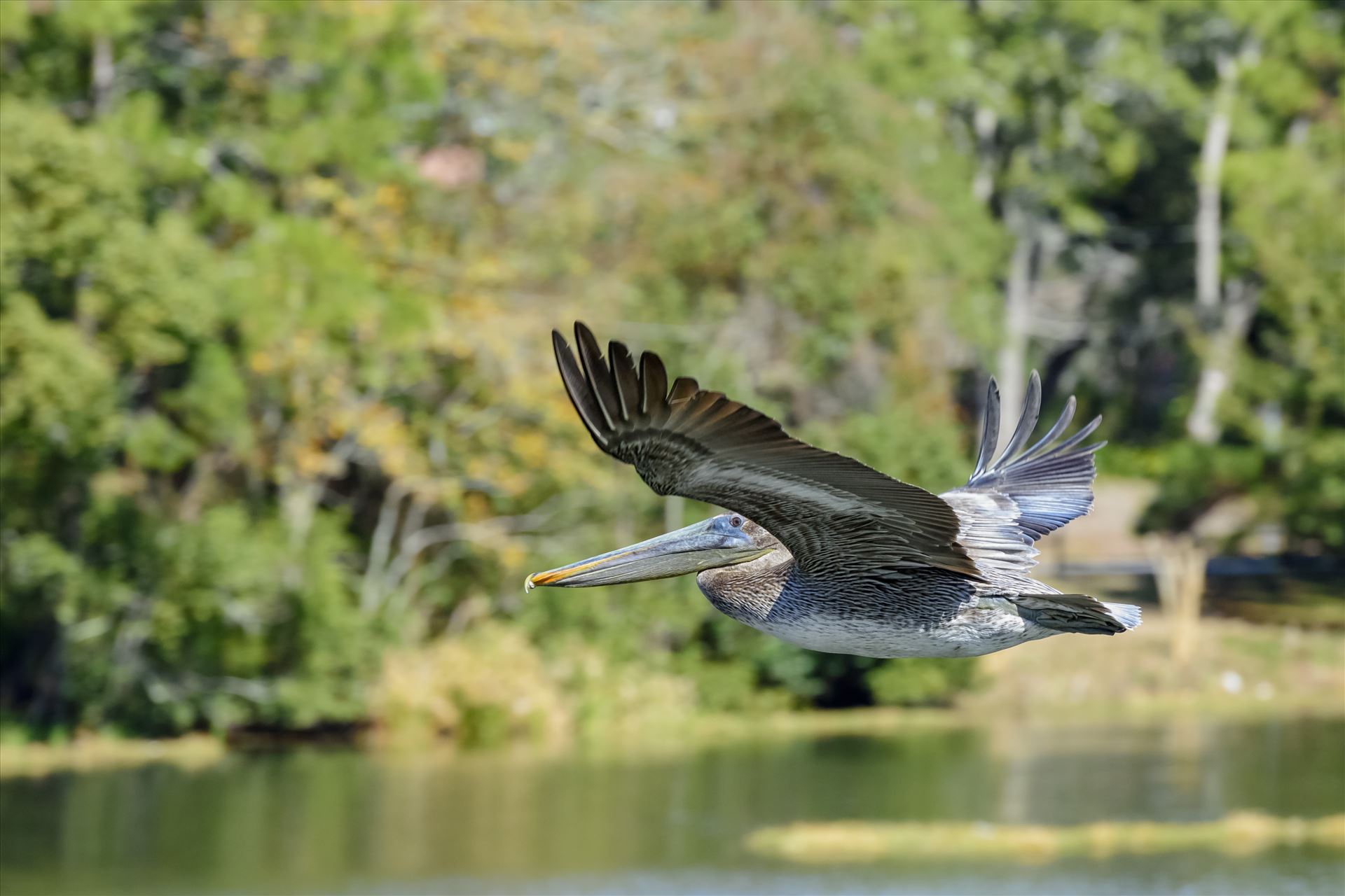 brown pelican in flight over lake caroline ss 8106768.jpg -  by Terry Kelly Photography