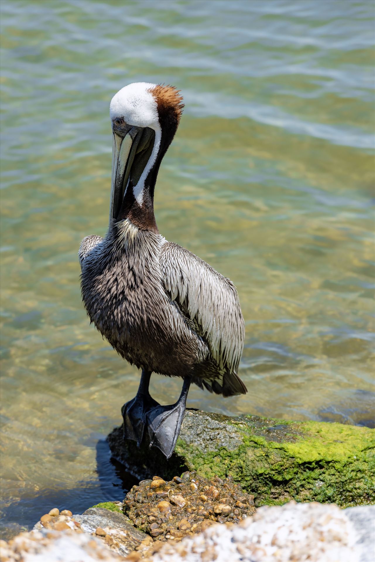 brown pelican standing on rock at st. andrews state park panama city beach florida sf ss al 8108777.jpg -  by Terry Kelly Photography