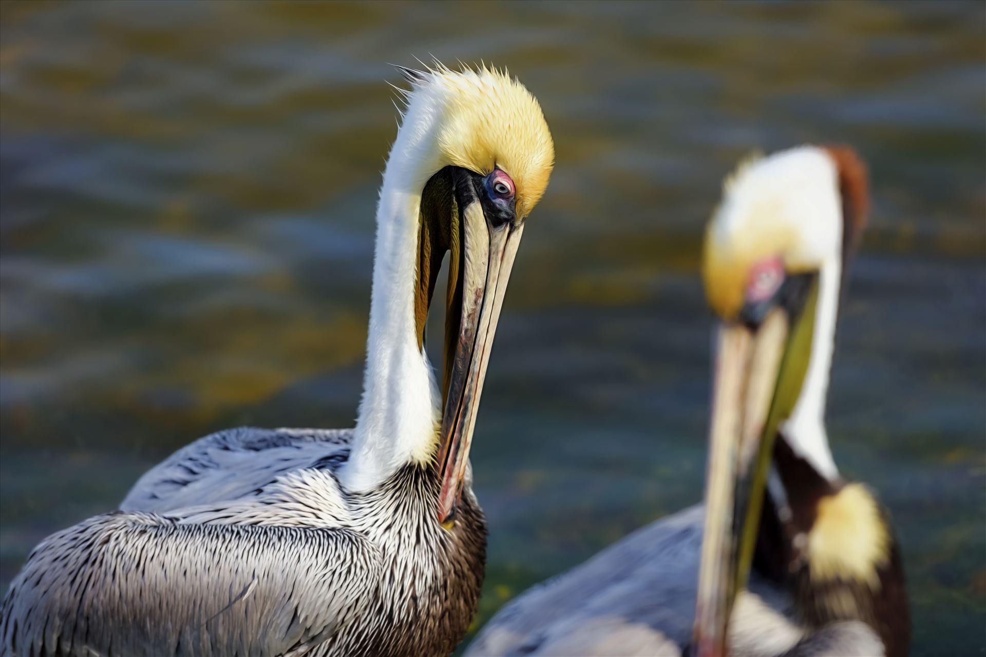 brown pelican st. andrews state park 8108281.jpg -  by Terry Kelly Photography