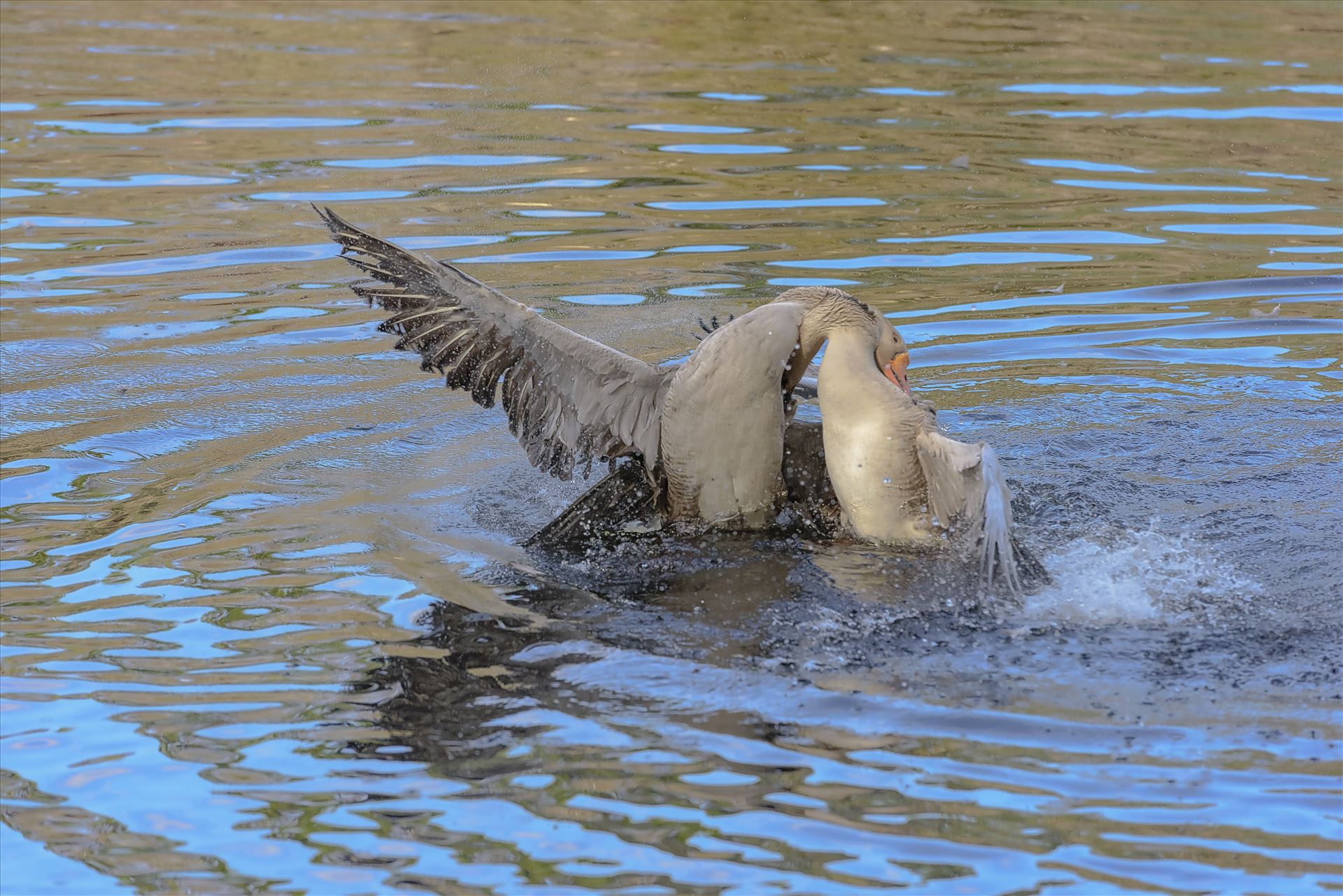 Geese mma at lake caroline 8108152.jpg -  by Terry Kelly Photography