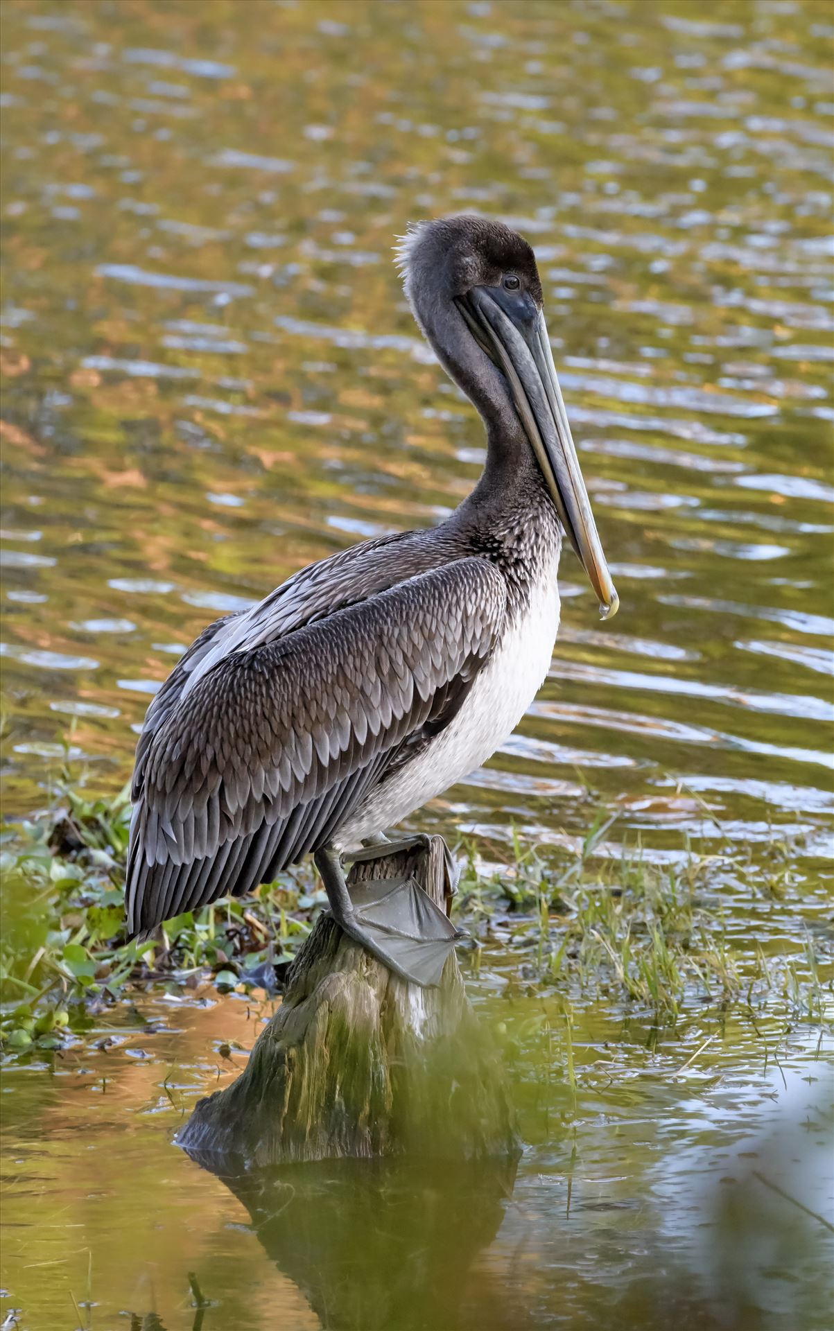 brown pelican standing on stump ss RAW6204.jpg -  by Terry Kelly Photography
