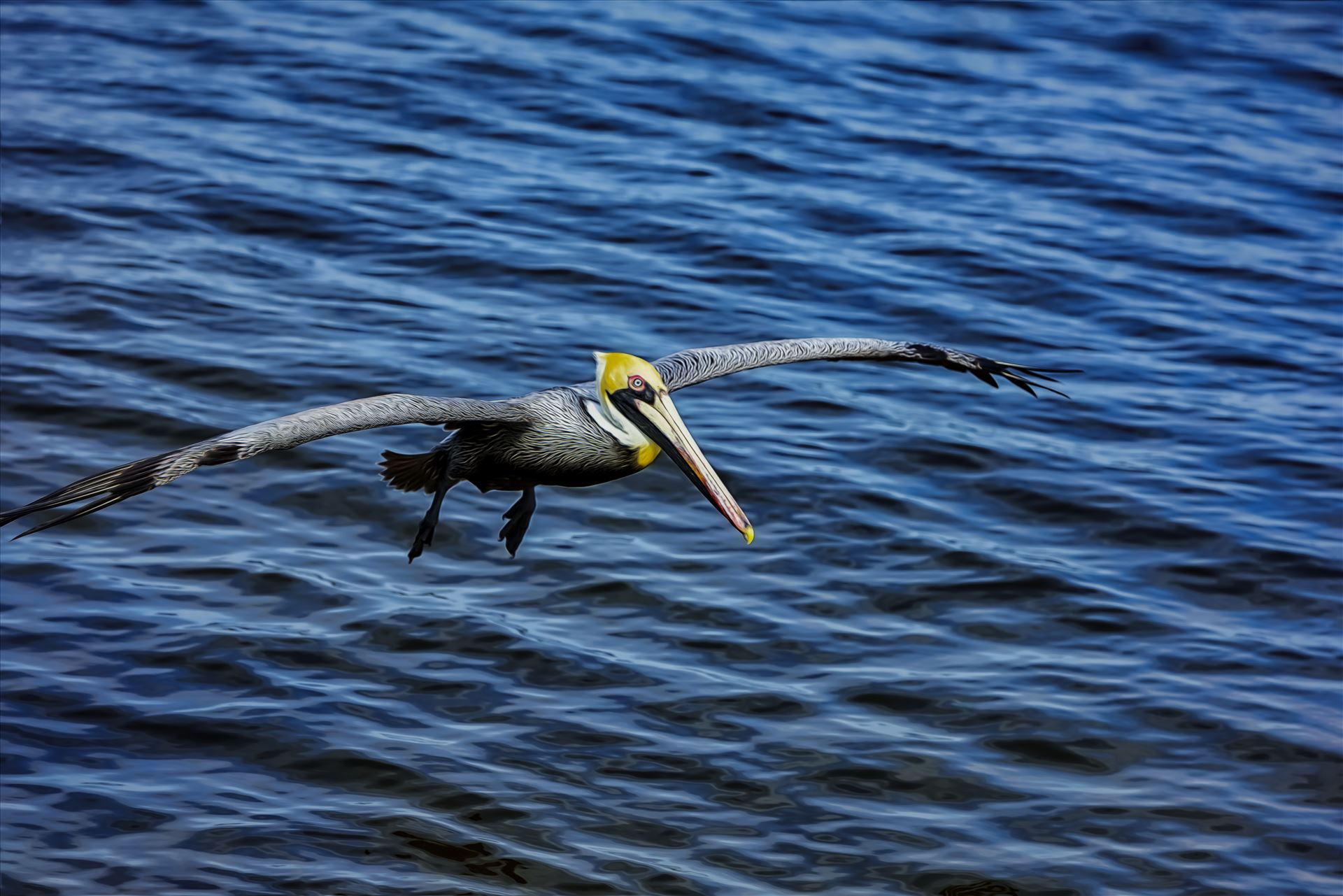 brown pelican landing approach st. andrews state park 8108256.jpg -  by Terry Kelly Photography