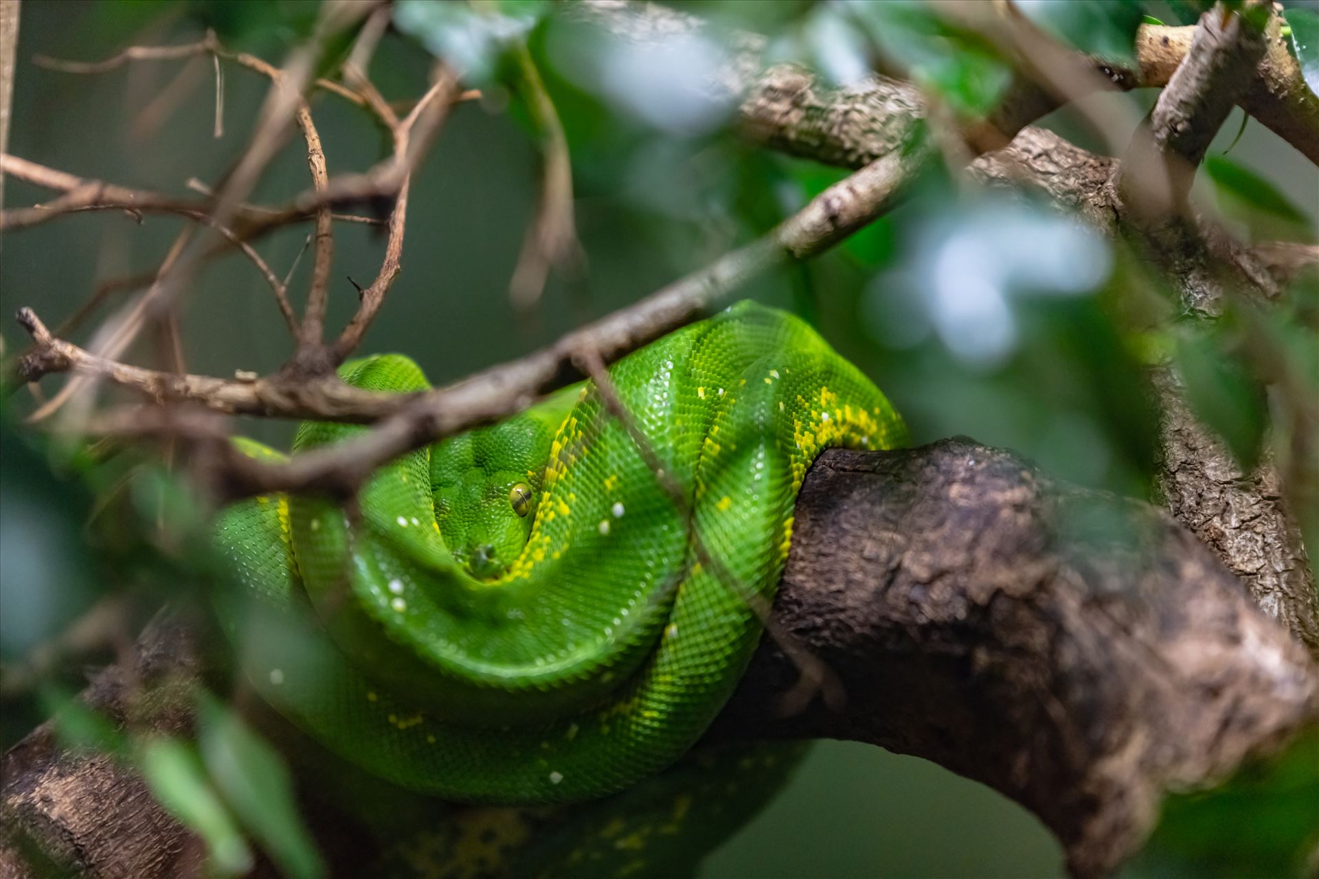 green tree python 8501457 ss as sf.jpg - green tree python wrapped around tree limb by Terry Kelly Photography