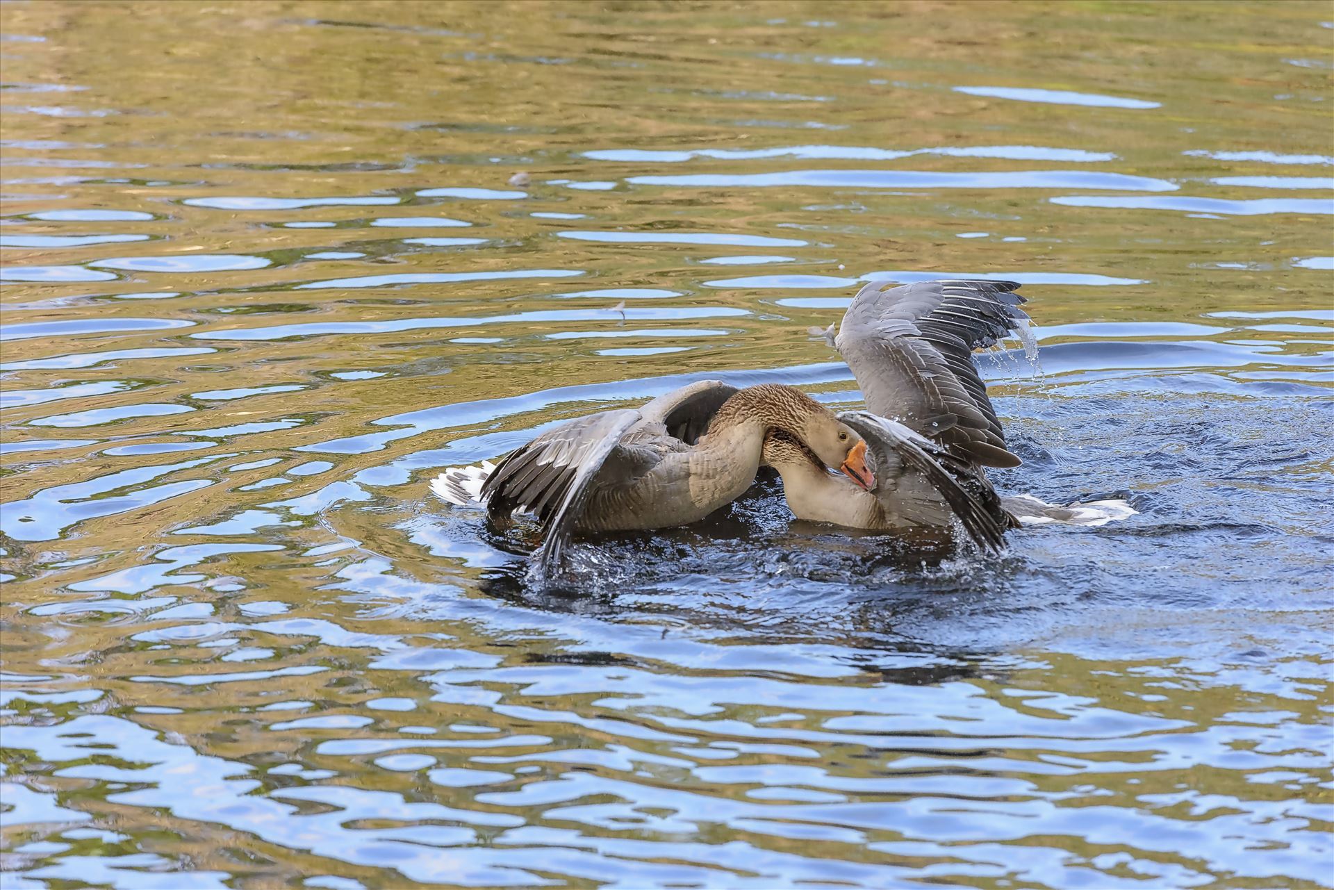 Geese mma at lake caroline 8108150.jpg -  by Terry Kelly Photography