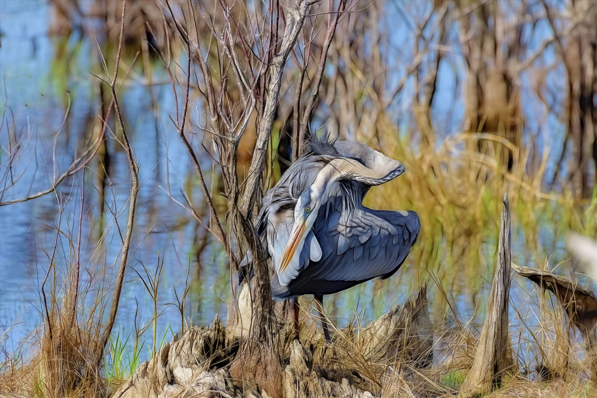 great blue heron st. andrews state park 8108037.jpg - Great blue heron at St. Andrews State Park, Panama City Beach, Florida by Terry Kelly Photography