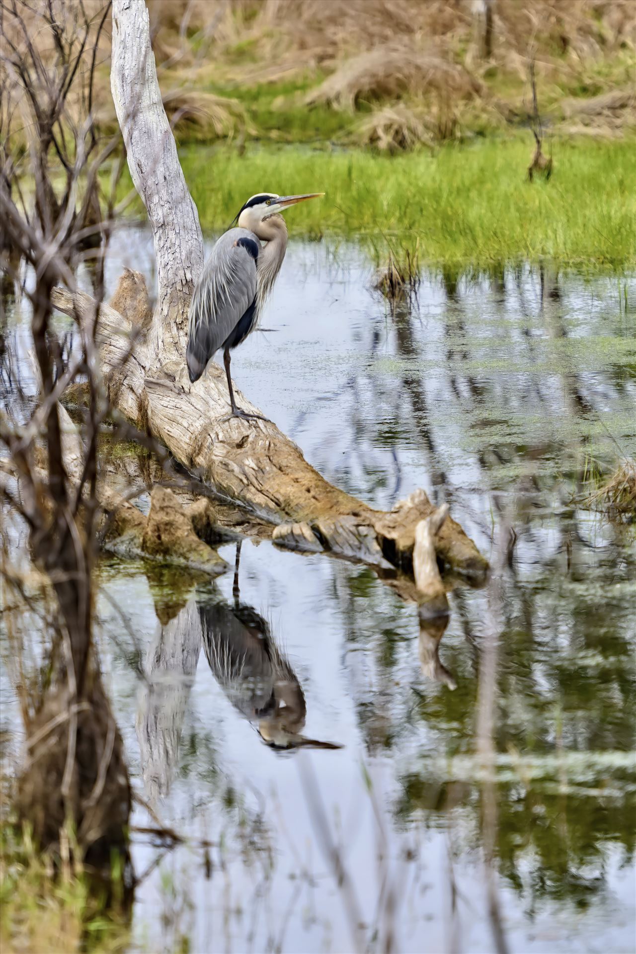 great blue heron on log at st. andrews state park 8108365.jpg -  by Terry Kelly Photography