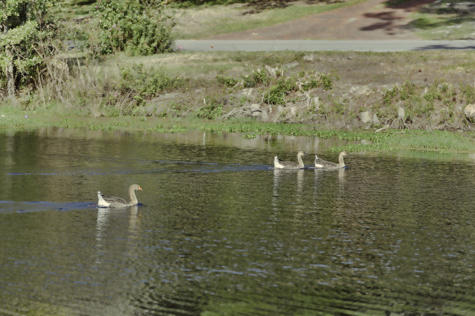 Geese mma at lake caroline 8108188.jpg -  by Terry Kelly Photography