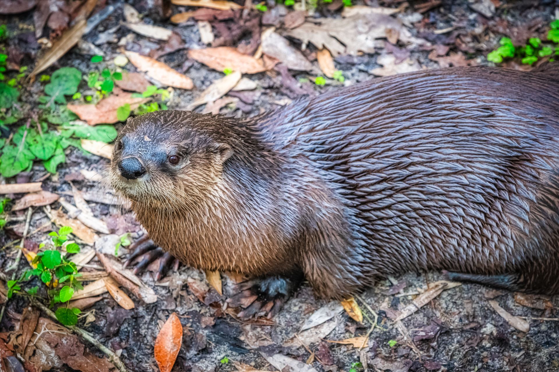 Otter - close-up of an otter on land by Terry Kelly Photography