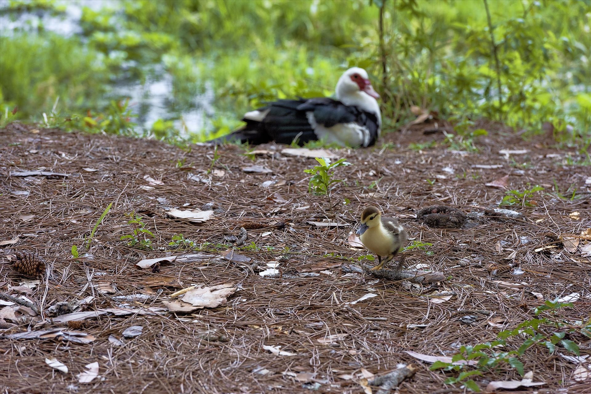muscovy duckling Bokeh moma in the background sssf 8108848.jpg - muscovy duckling and moma by Terry Kelly Photography