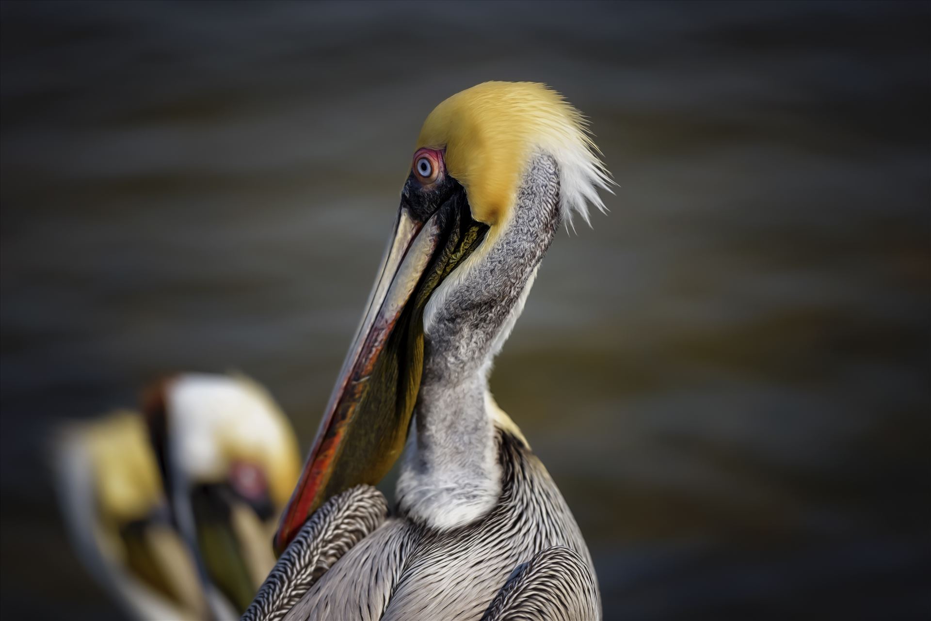 brown pelican portrait st. andrews state park 8108277.jpg -  by Terry Kelly Photography
