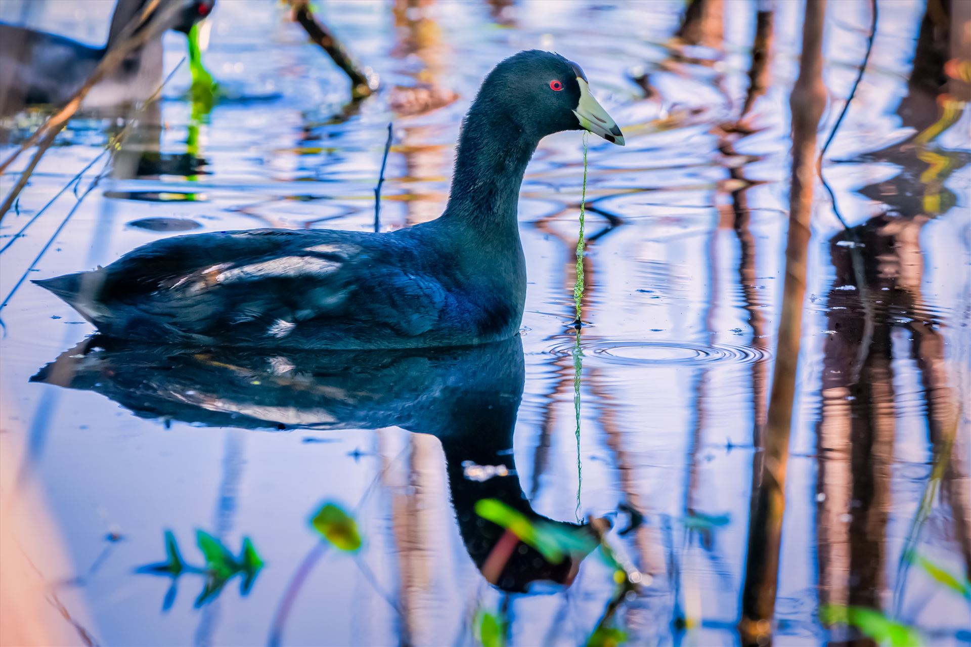 American Coot - American Coot in gator lake at St. Andrews State Park, Panama City, Florida by Terry Kelly Photography