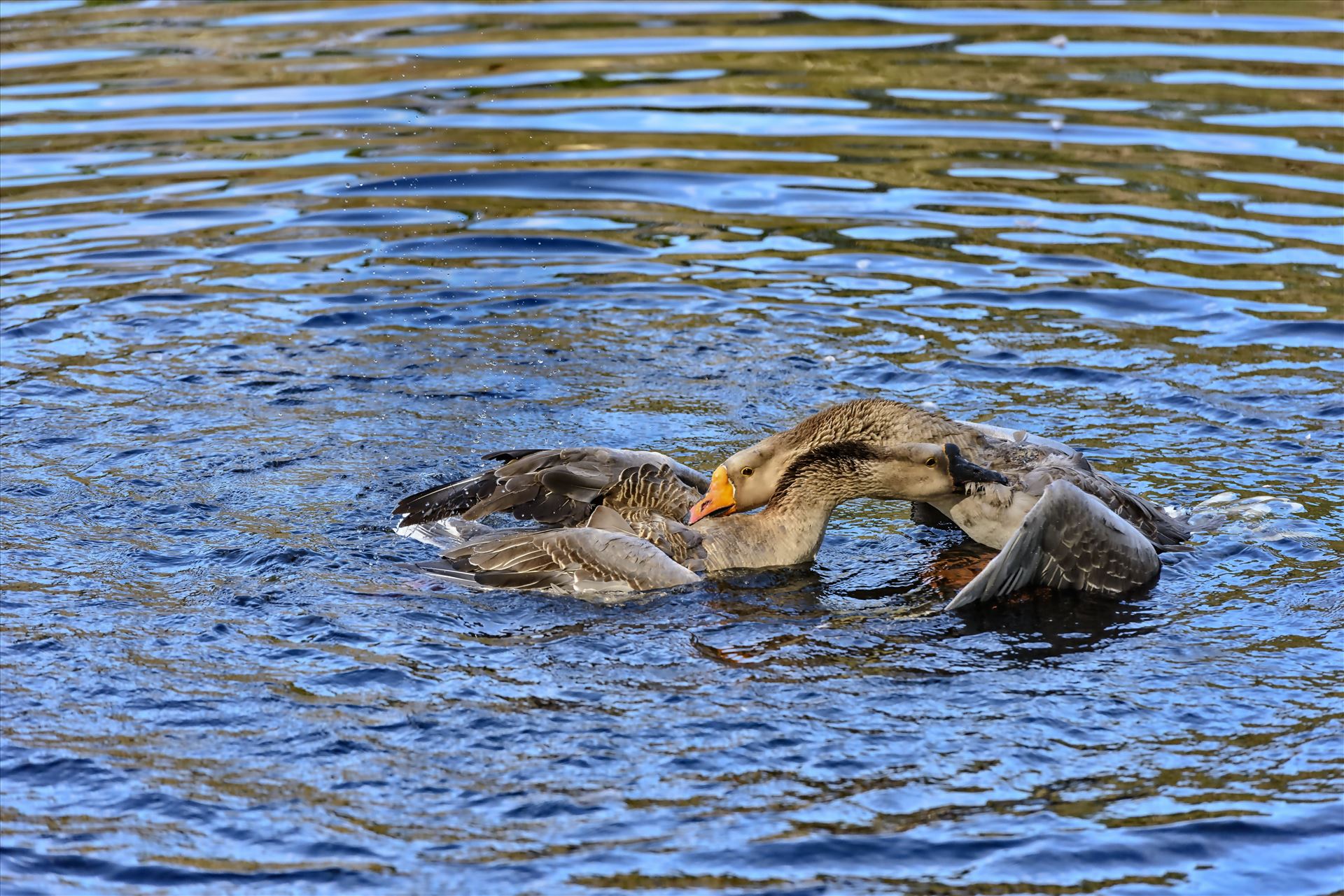 Geese mma at lake caroline 8108177.jpg -  by Terry Kelly Photography