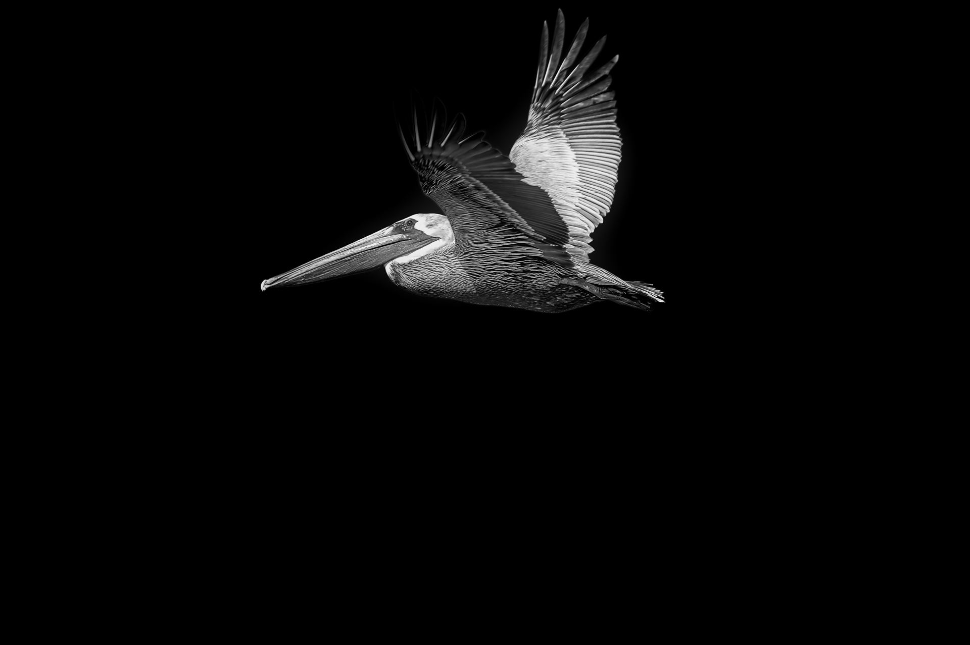 brown pelican - Black & white photo of brown pelican in flight by Terry Kelly Photography