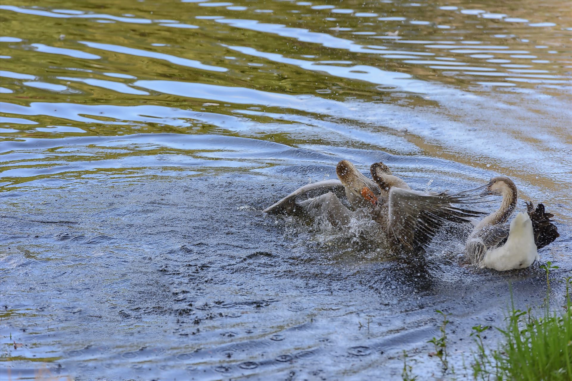 Geese mma at lake caroline 8108146.jpg -  by Terry Kelly Photography