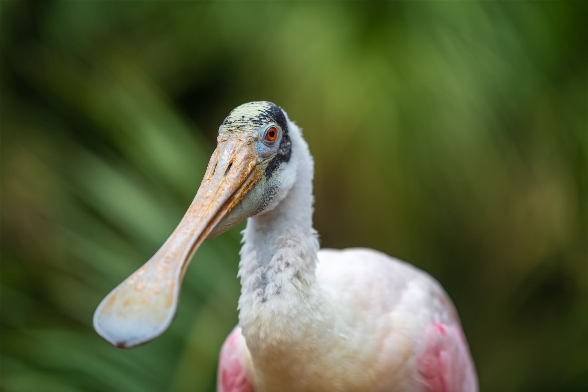 roseate spoonbill - closeup of roseat spoonbill by Terry Kelly Photography