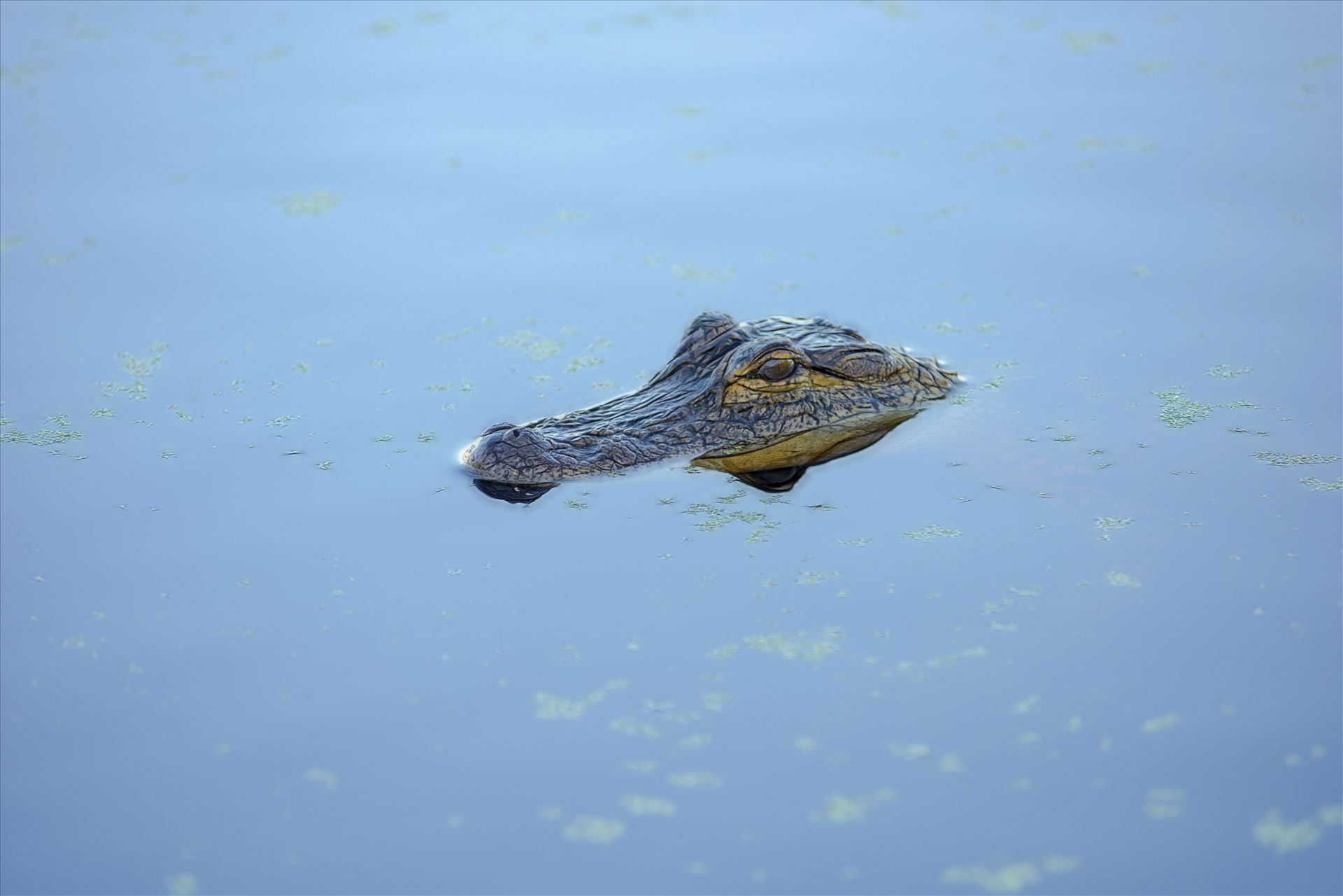 small gator at gator lake st. andrews state park panama city florida RAW3960.jpg -  by Terry Kelly Photography