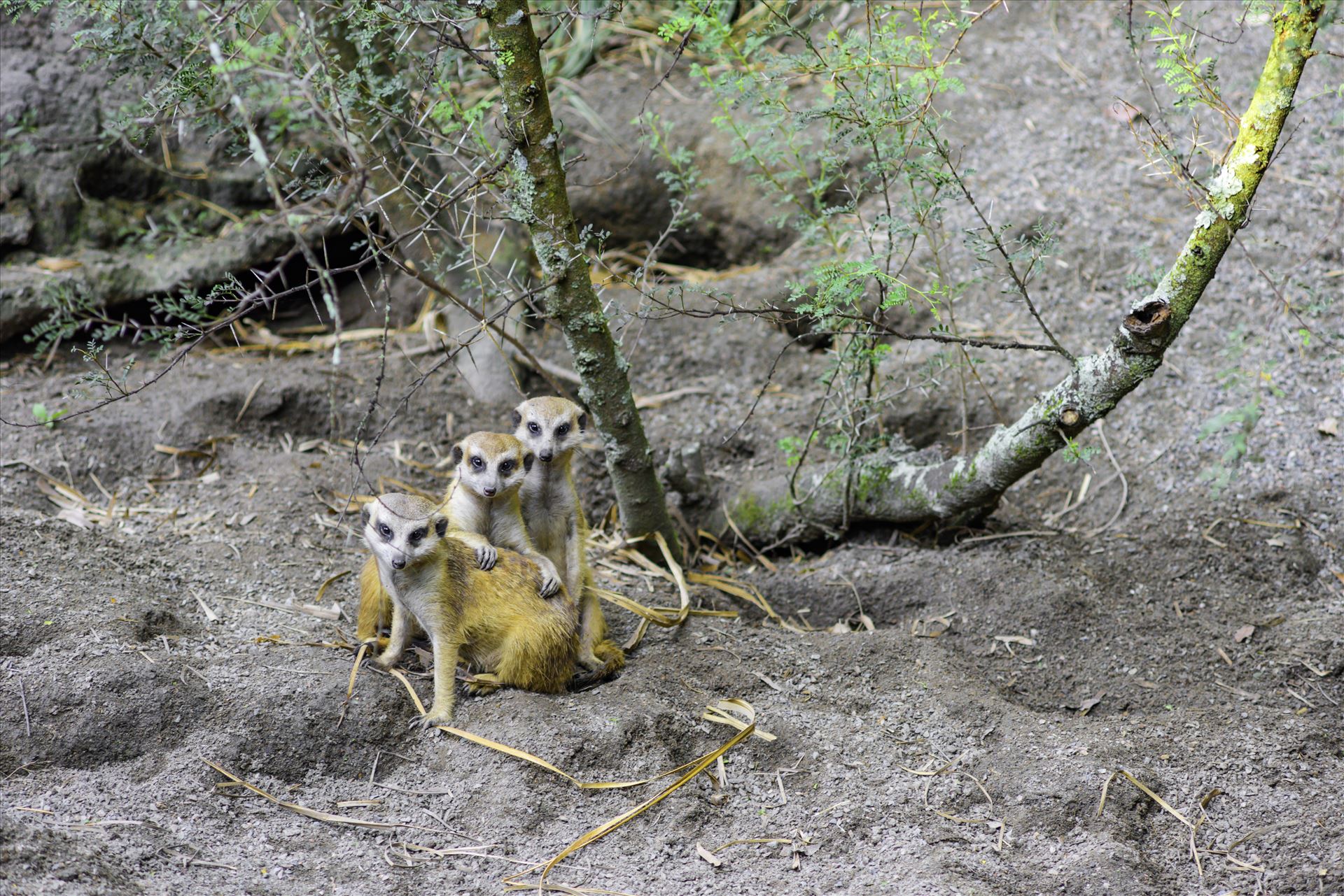 _RAW0141.jpg - Three cute meerkat posing for camera by Terry Kelly Photography