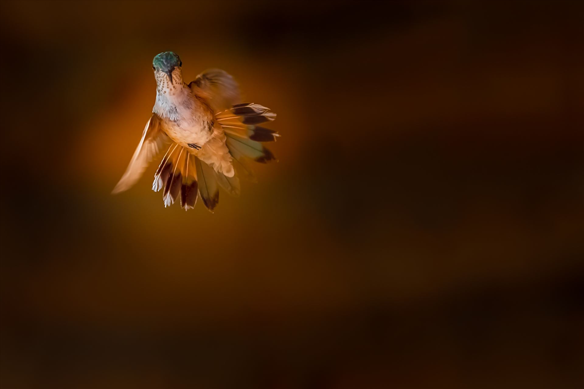 hummingbird in flight sf.jpg - Hummingbird in flight Cloudcroft, New Mexico by Terry Kelly Photography