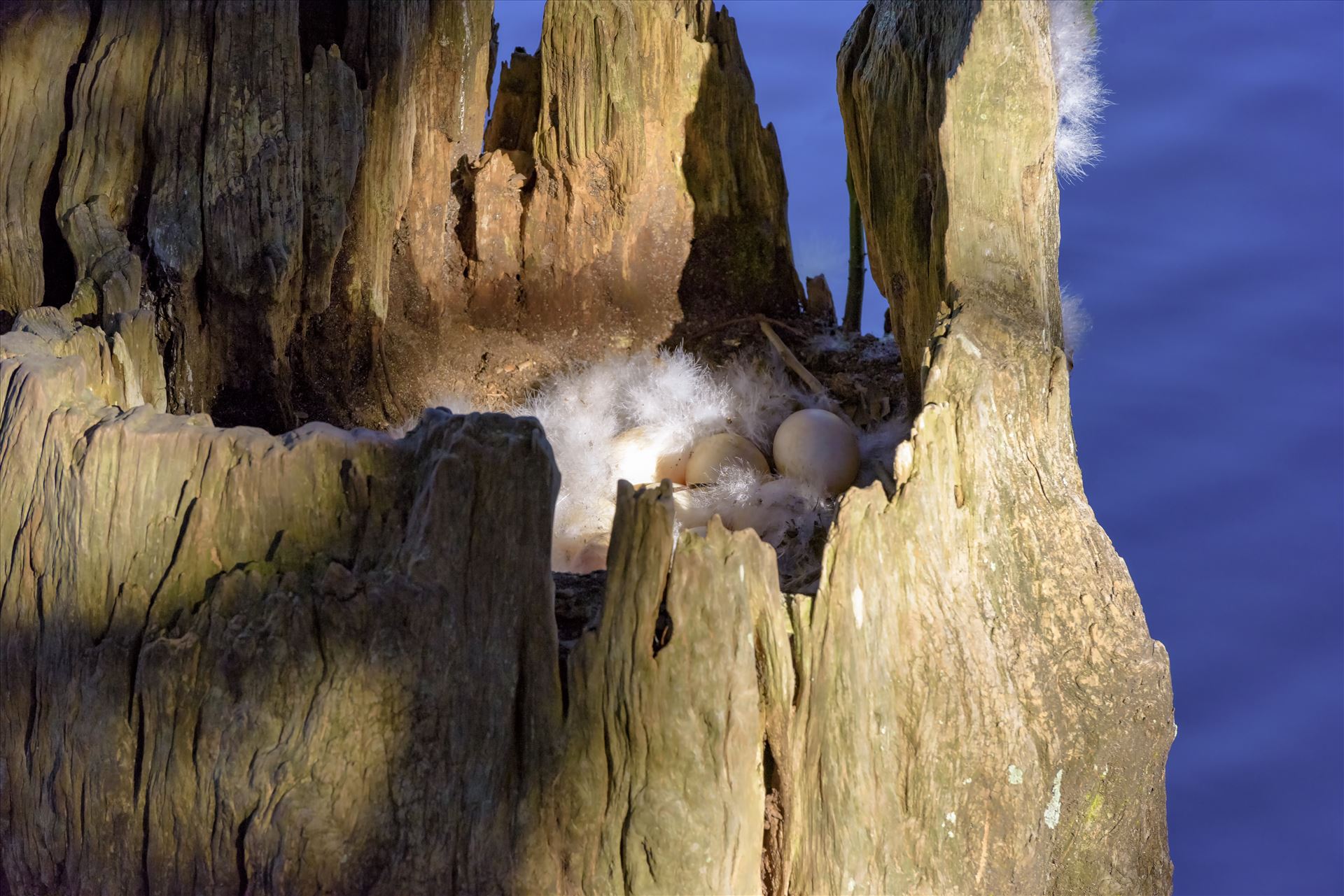 duck eggs in hollowed out tree stump on lake caroline alamy only 8106702.jpg -  by Terry Kelly Photography