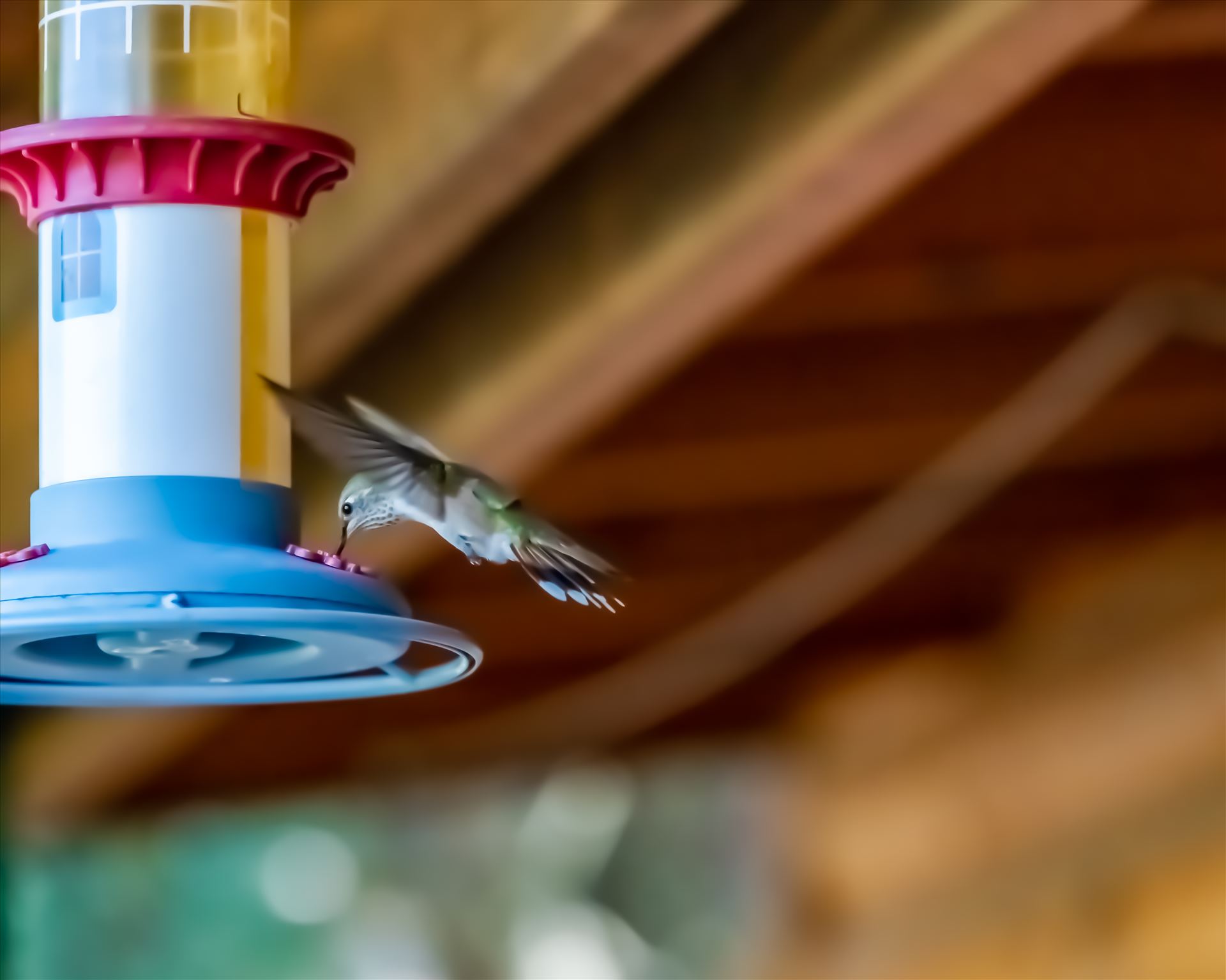 hummingbird at feeder ss as 8500536.jpg - Hummingbird drinking sugar water from feeder. Cloudcroft New Mexico, Lincoln National Forest by Terry Kelly Photography