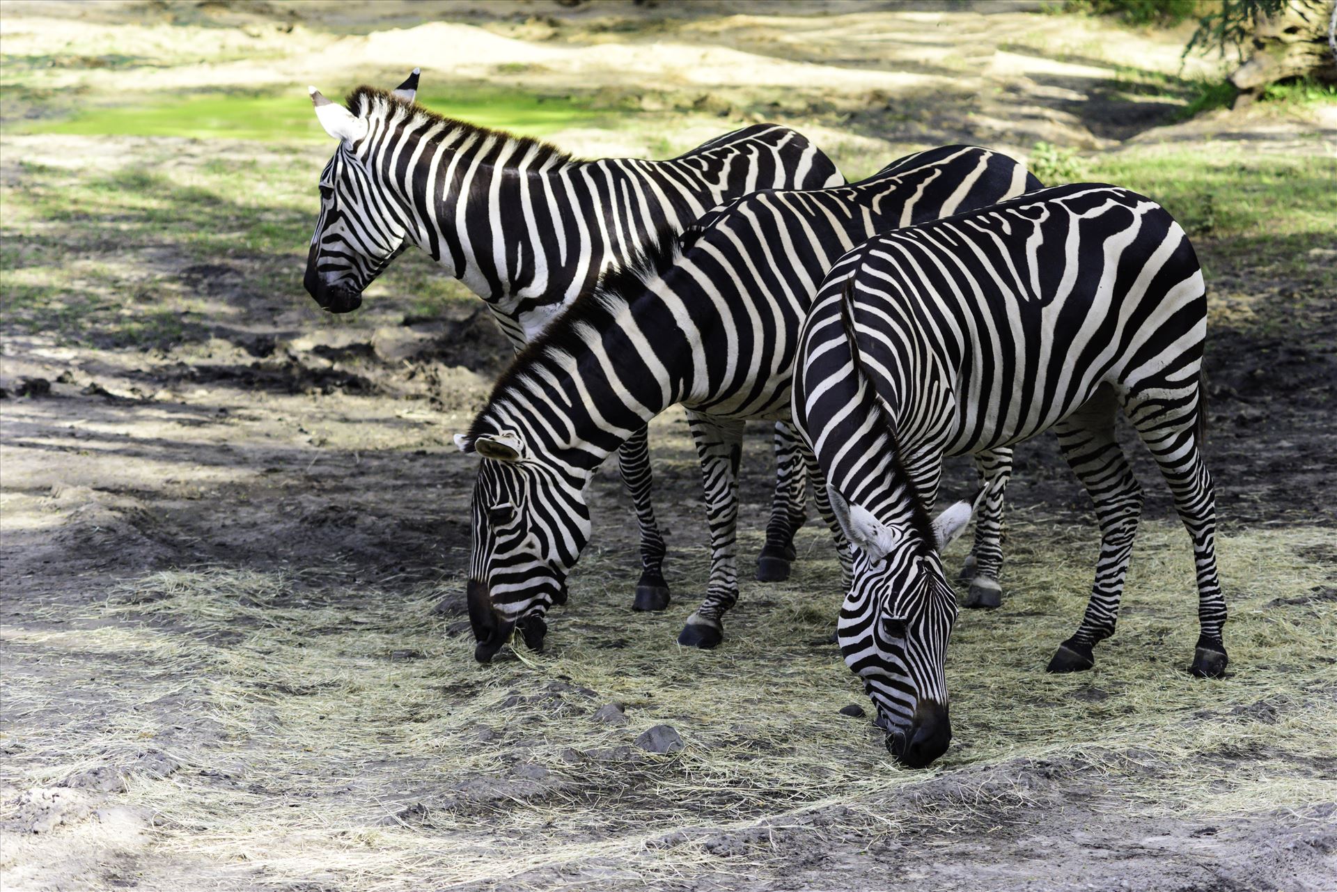 zebras.jpg - Three zebras at Kilimanjaro Safaris Disney's Animal Kingdom theme park by Terry Kelly Photography