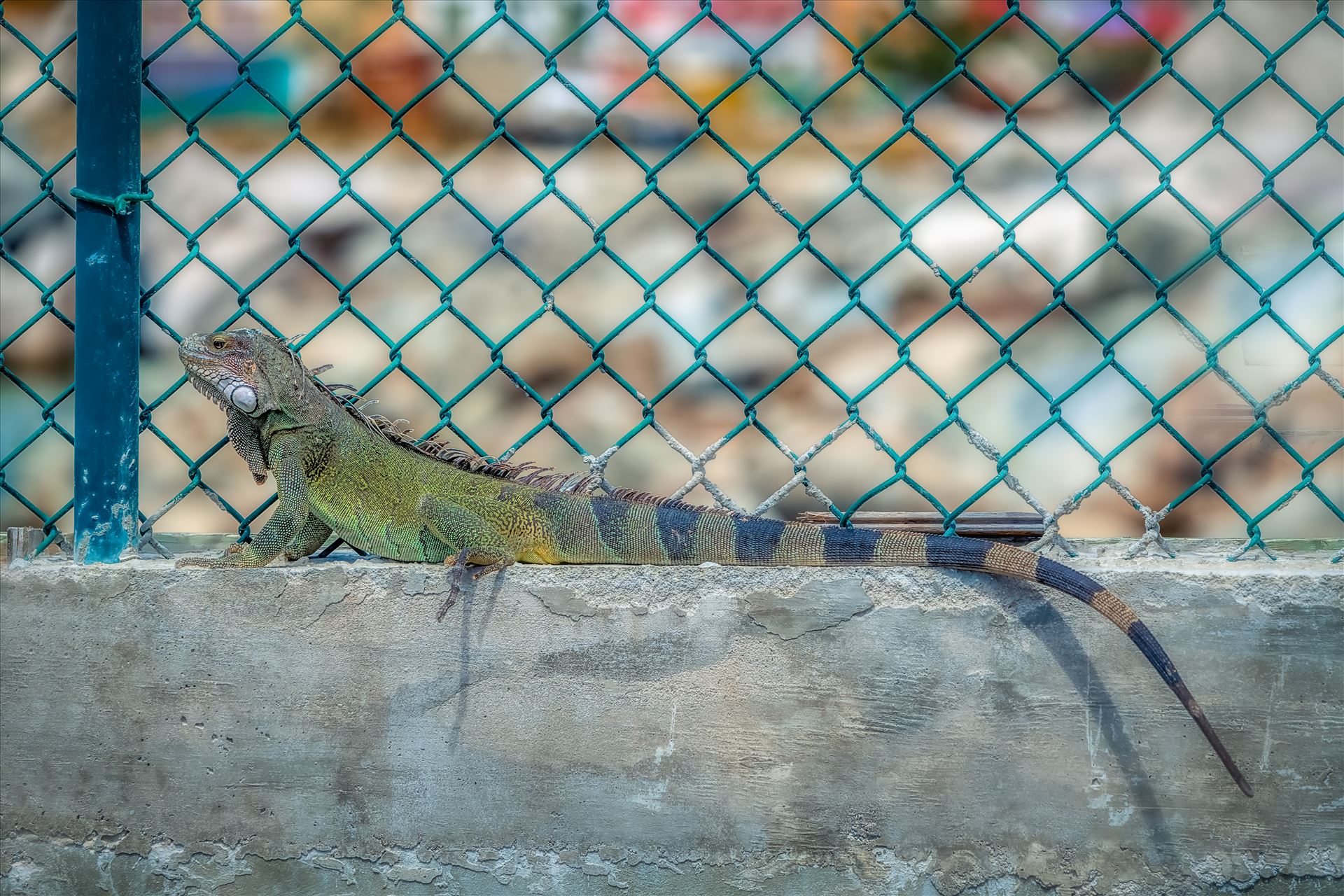 Iguana - Iguana sitting on concrete next to green chainlink fence by Terry Kelly Photography