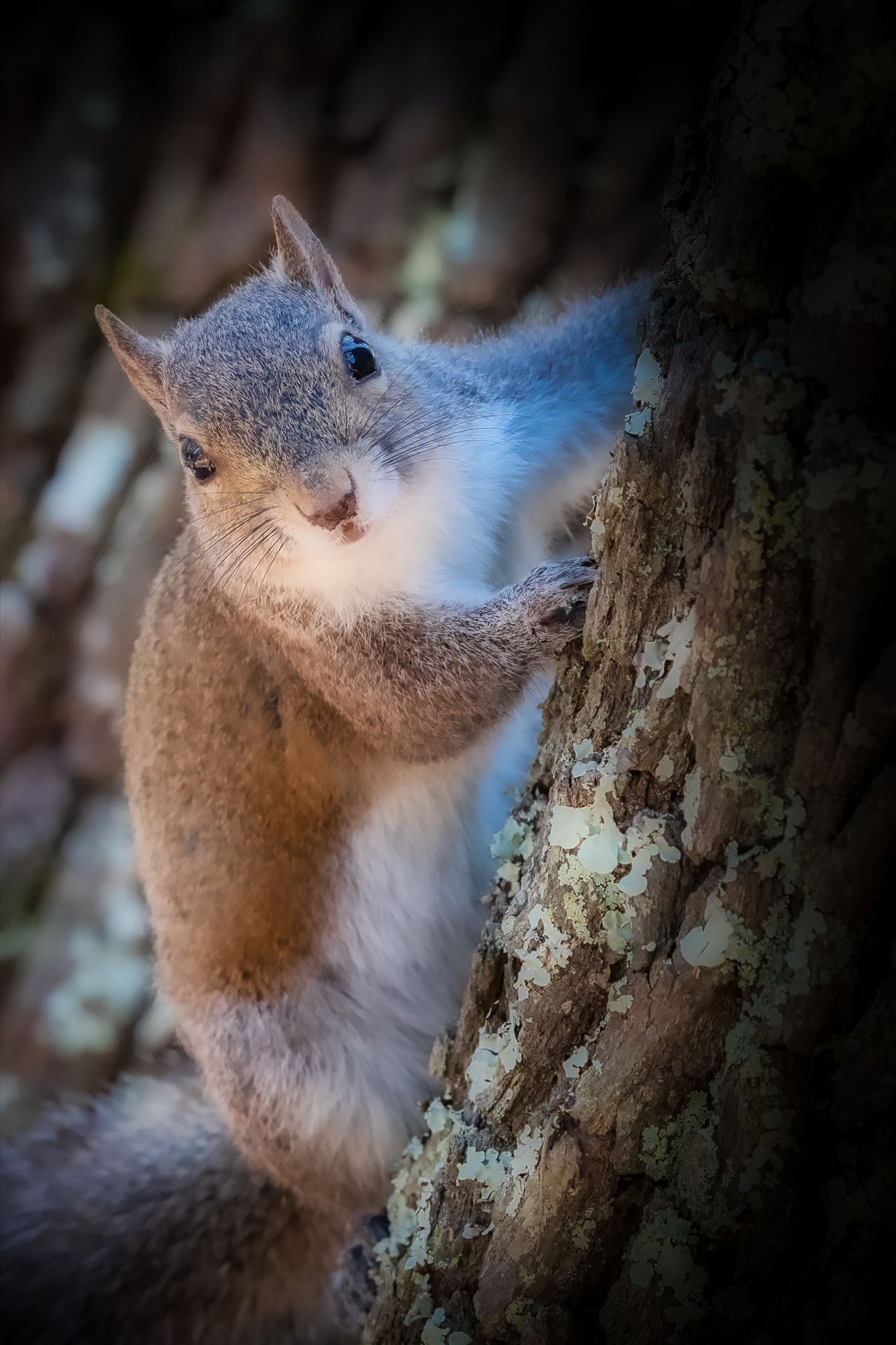 Squirrel - Close up of squirrel peeking out from behind oak tree by Terry Kelly Photography
