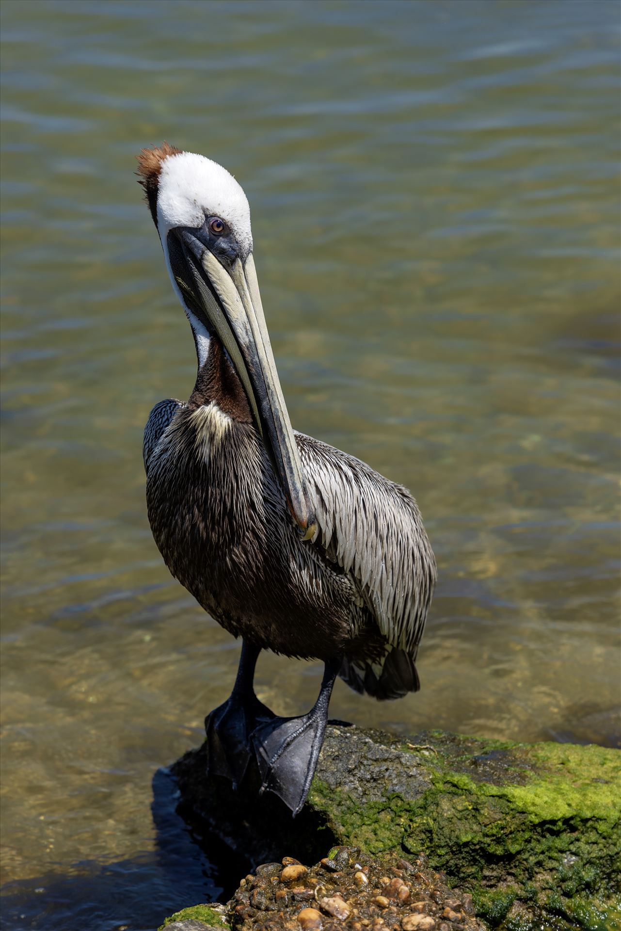 brown pelican standing on rock at st. andrews state park panama city beach florida sf ss al 8108785.jpg -  by Terry Kelly Photography
