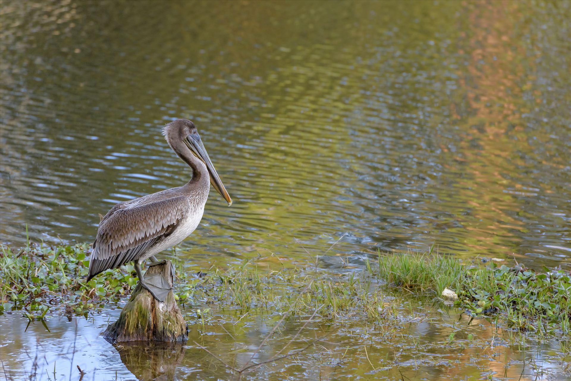 brown pelican standing on stump ss RAW6218.jpg -  by Terry Kelly Photography