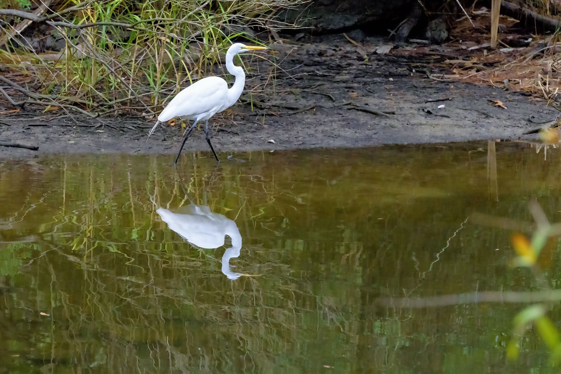 great white egret walking shoreline of lake caroline florida ss alamy 8106742.jpg -  by Terry Kelly Photography