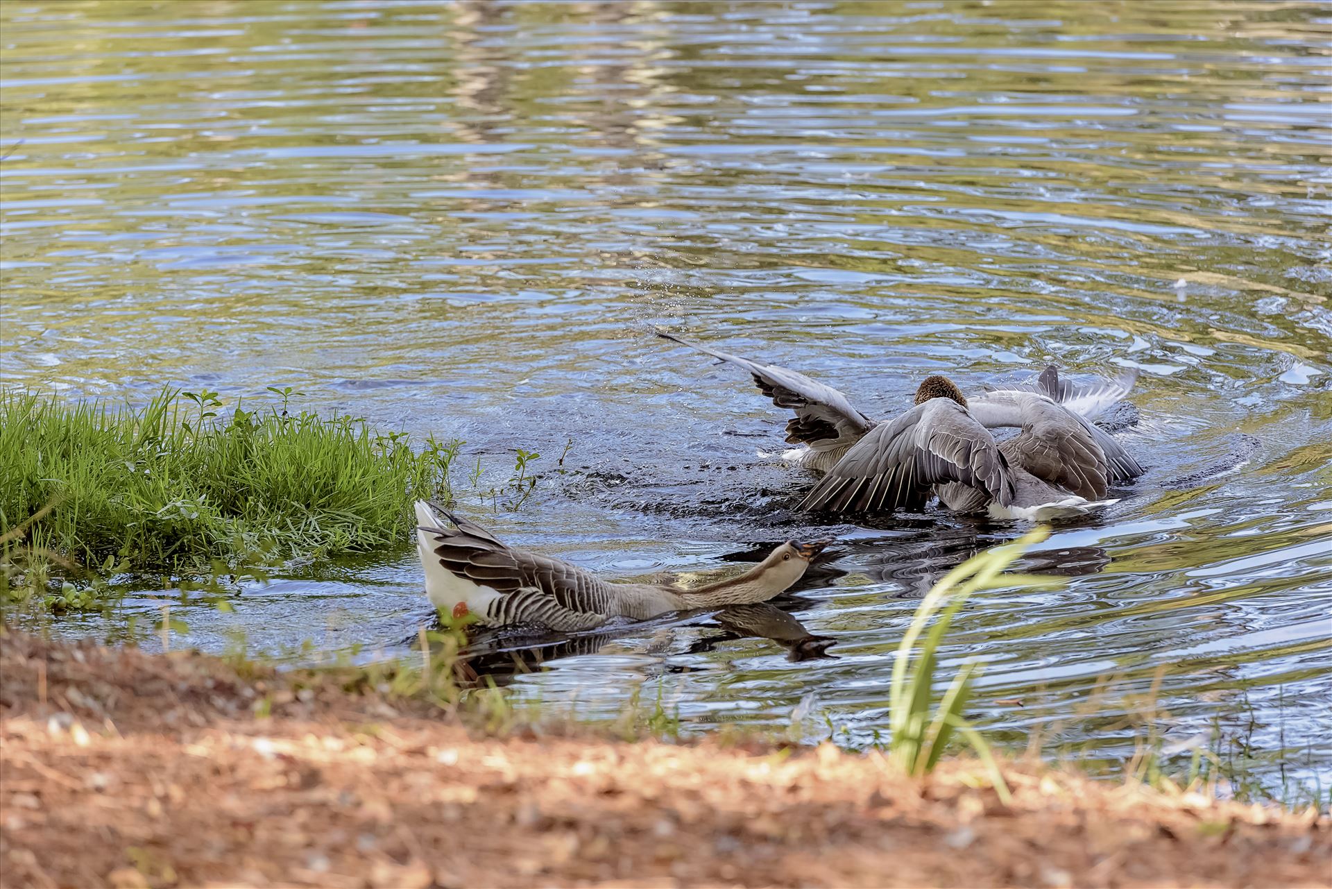 Geese mma at lake caroline 8108143.jpg -  by Terry Kelly Photography