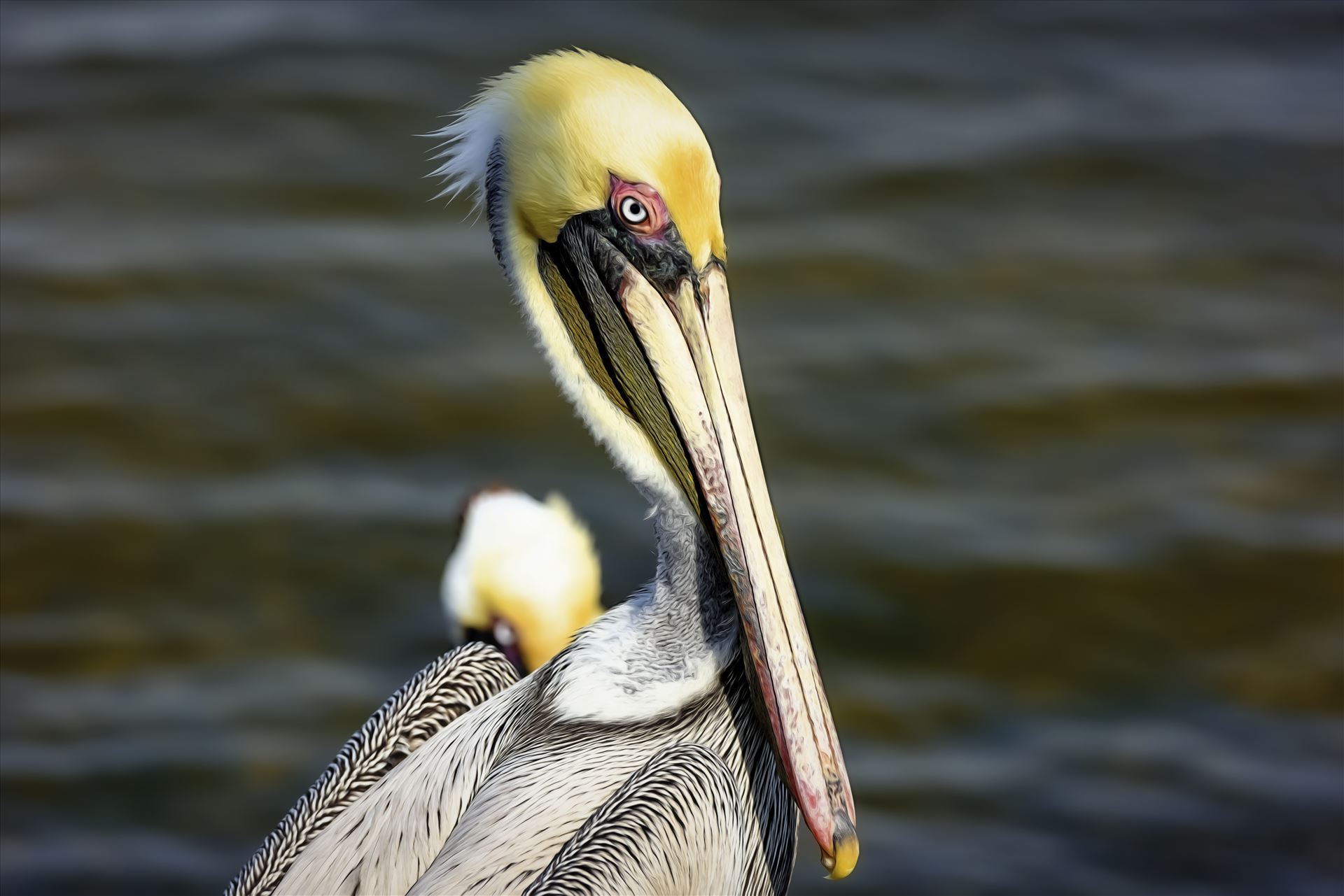 brown pelican portrait st. andrews state park 8108271.jpg -  by Terry Kelly Photography