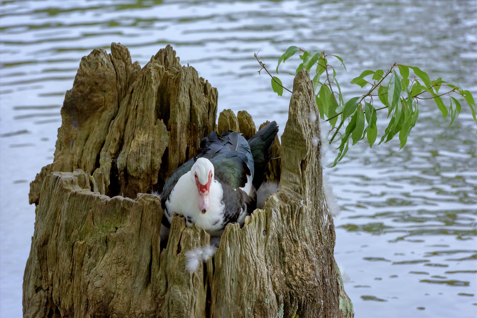 duck sitting on eggs in hollowed out tree stump lake caroline ss alamy 8106733.jpg -  by Terry Kelly Photography