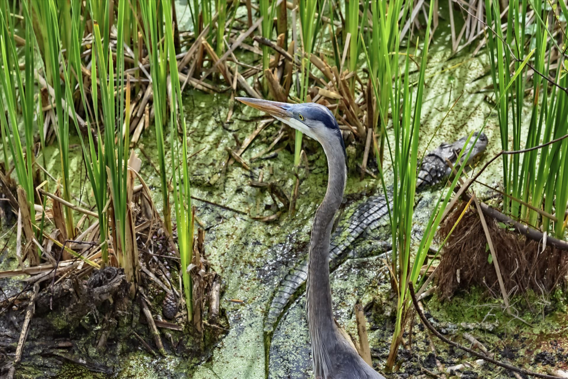 great blue heron and gator at gator lake st. andrews state park 8108374.jpg -  by Terry Kelly Photography