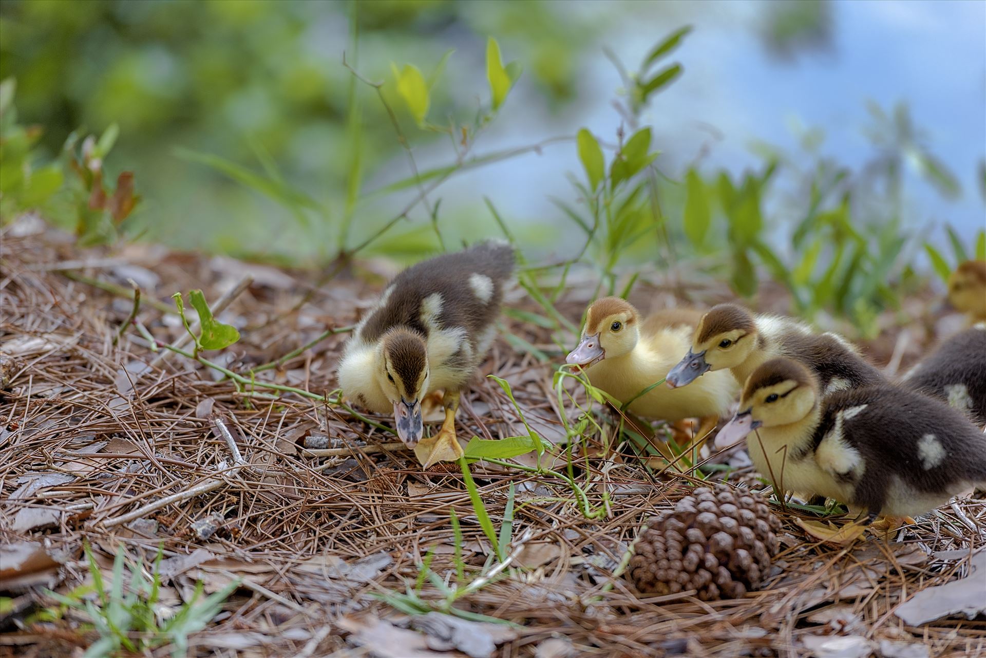 muscovy ducklings with bokeh forground and back ground lake caroline panama city florida ss sf 8108855.jpg - muscovy ducklings at lake caroline in panama city florida by Terry Kelly Photography