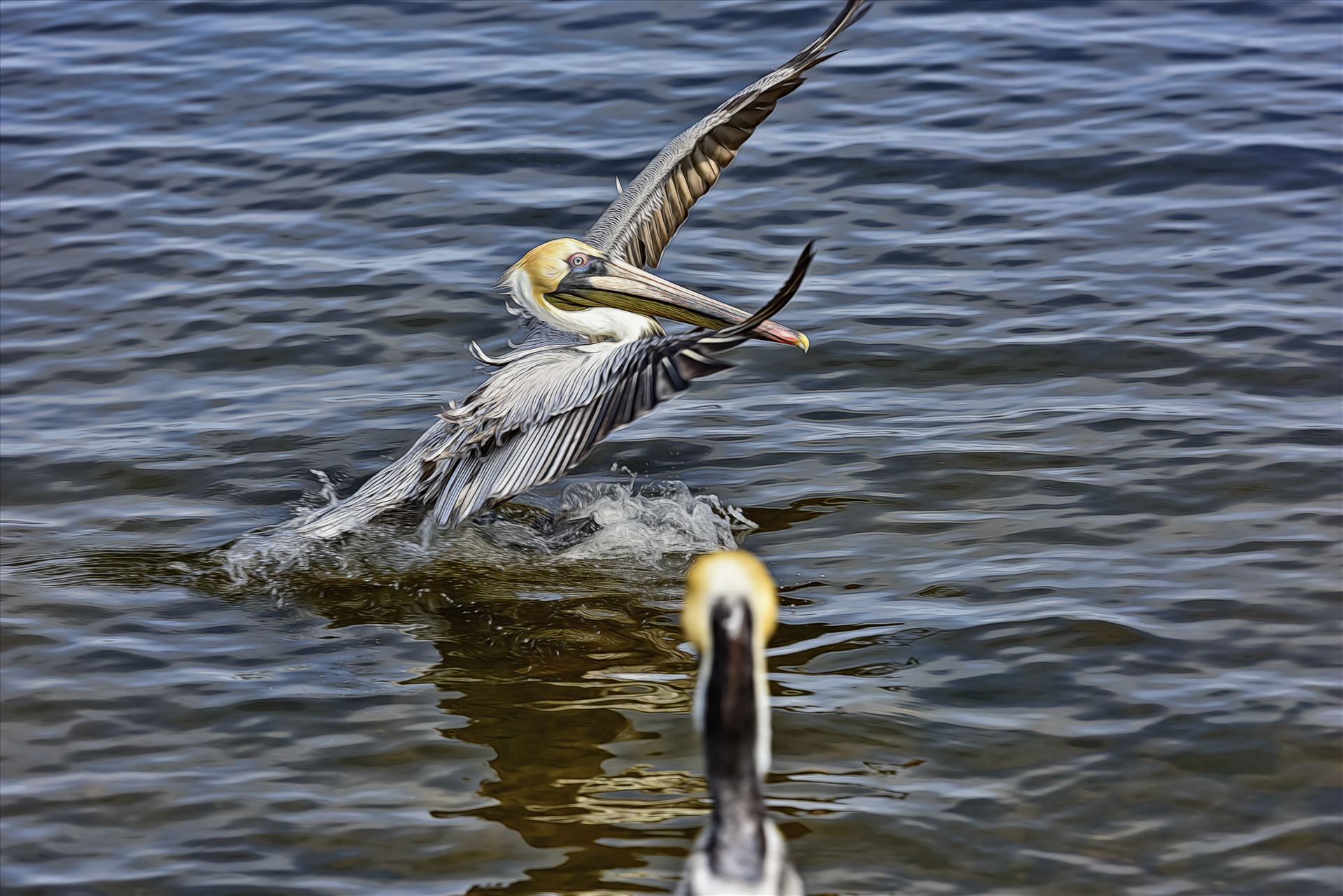 brown pelican landing st. andrews state park 8108259.jpg -  by Terry Kelly Photography