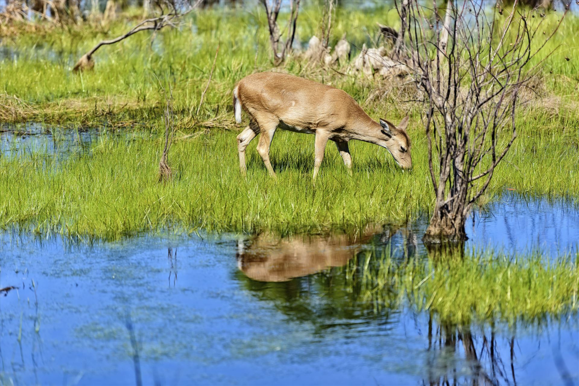 deer grazing st. andrews state park 8108343.jpg -  by Terry Kelly Photography