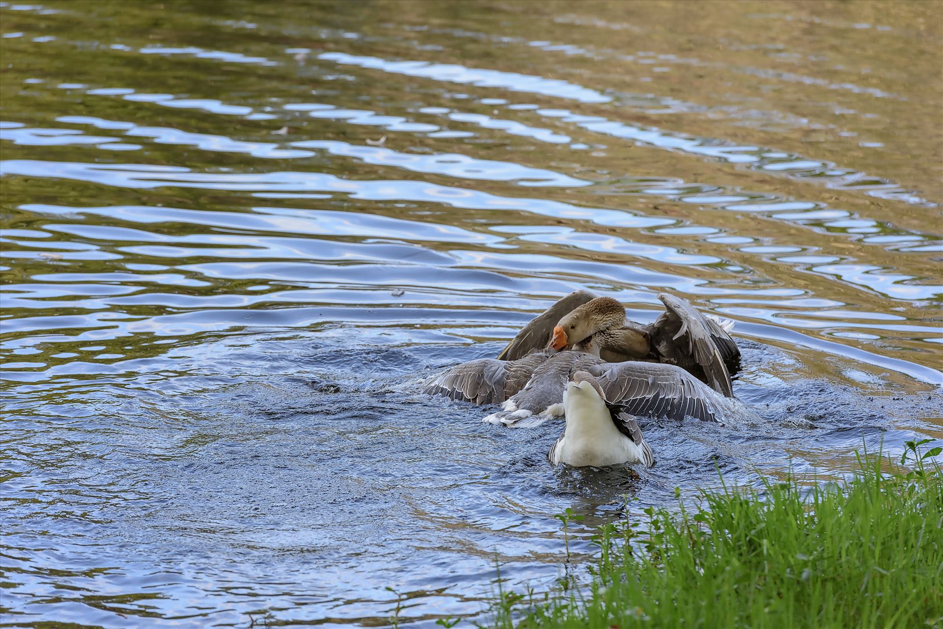 Geese mma at lake caroline 8108149.jpg -  by Terry Kelly Photography