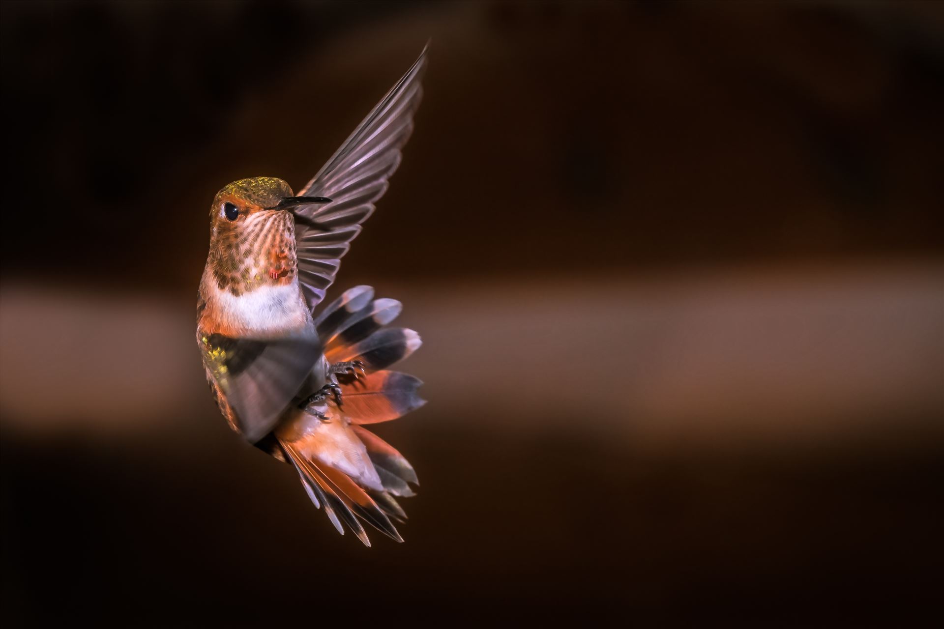 hummingbird in making turn in flight 8500639 ss as sf.jpg - hummingbird making sharp turn while in flight, Cloudcroft New Mexico by Terry Kelly Photography