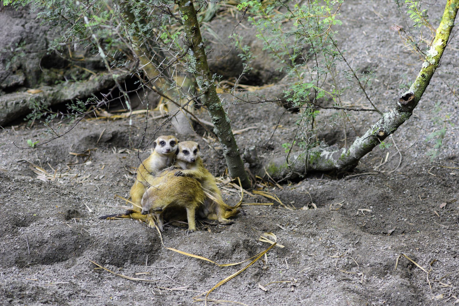 _RAW0111.jpg - Three meerkat posing for the camera by Terry Kelly Photography