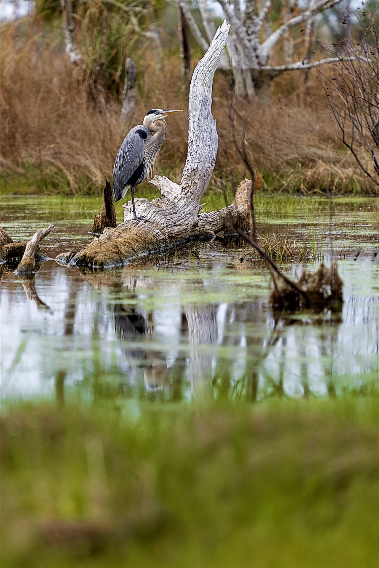 great blue heron standing on log in the button marsh area of st. andrews state park, panama city, florida 8108364.jpg -  by Terry Kelly Photography