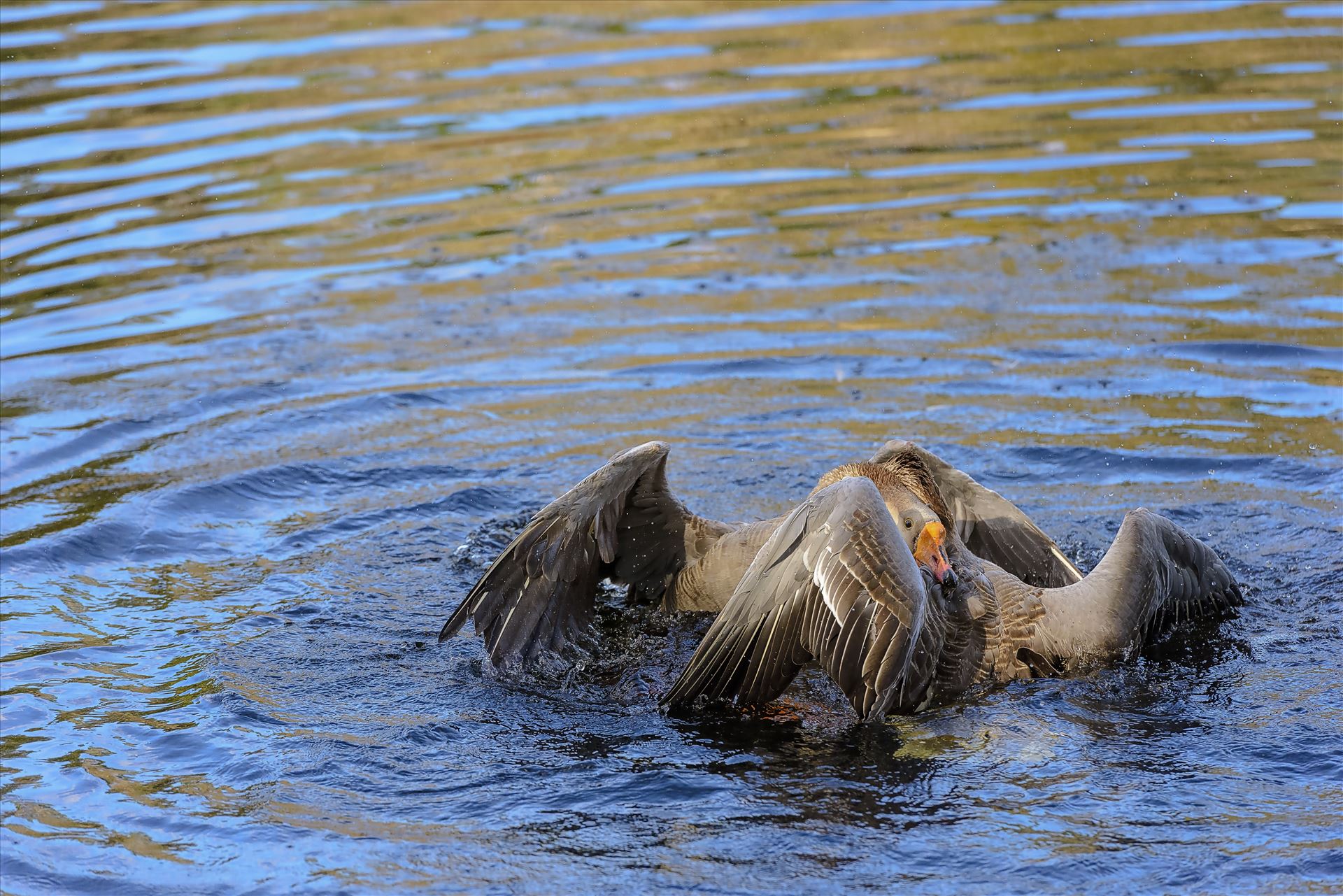 Geese mma at lake caroline 8108165.jpg -  by Terry Kelly Photography