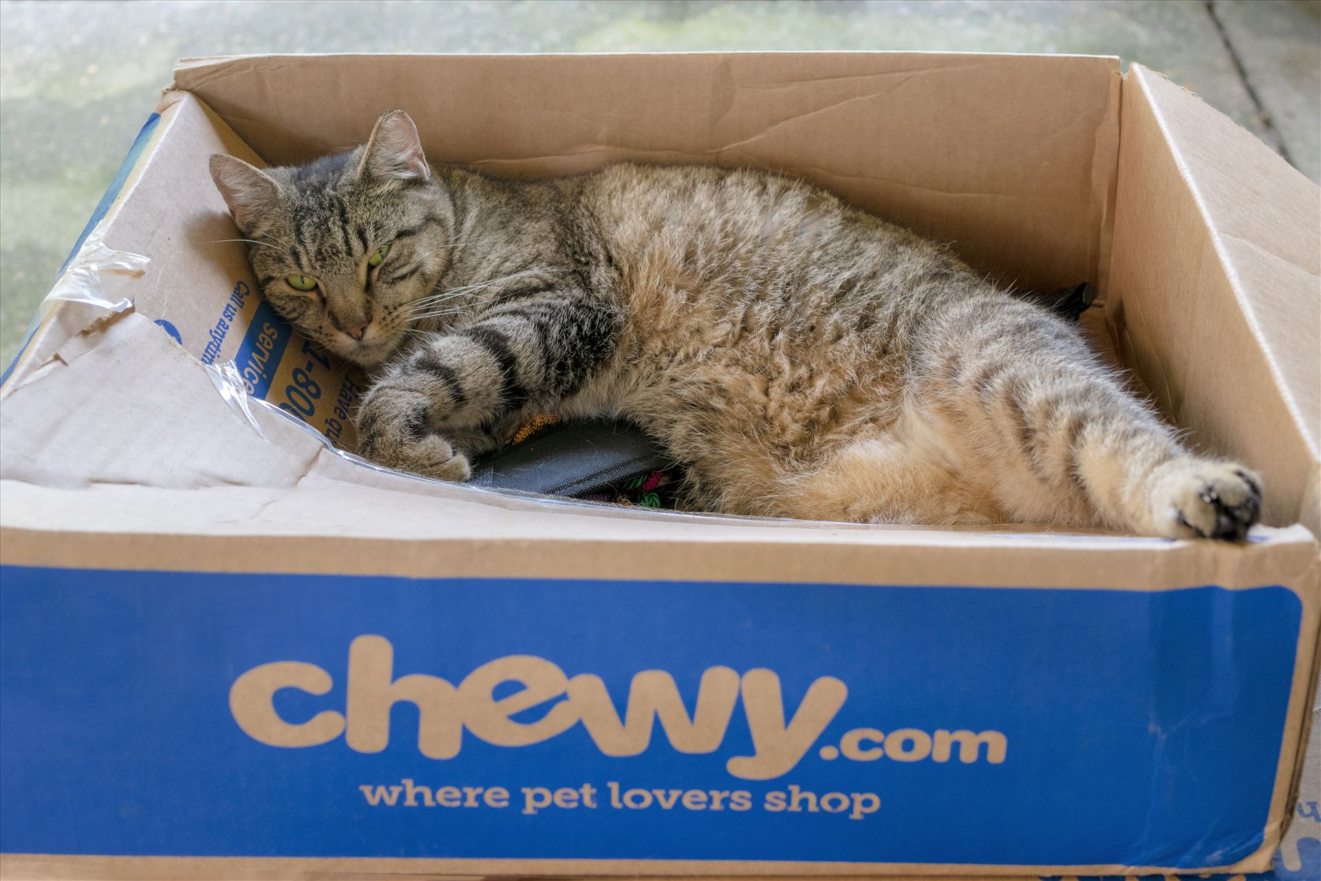 cat in a box 8500122.jpg -  by Terry Kelly Photography
