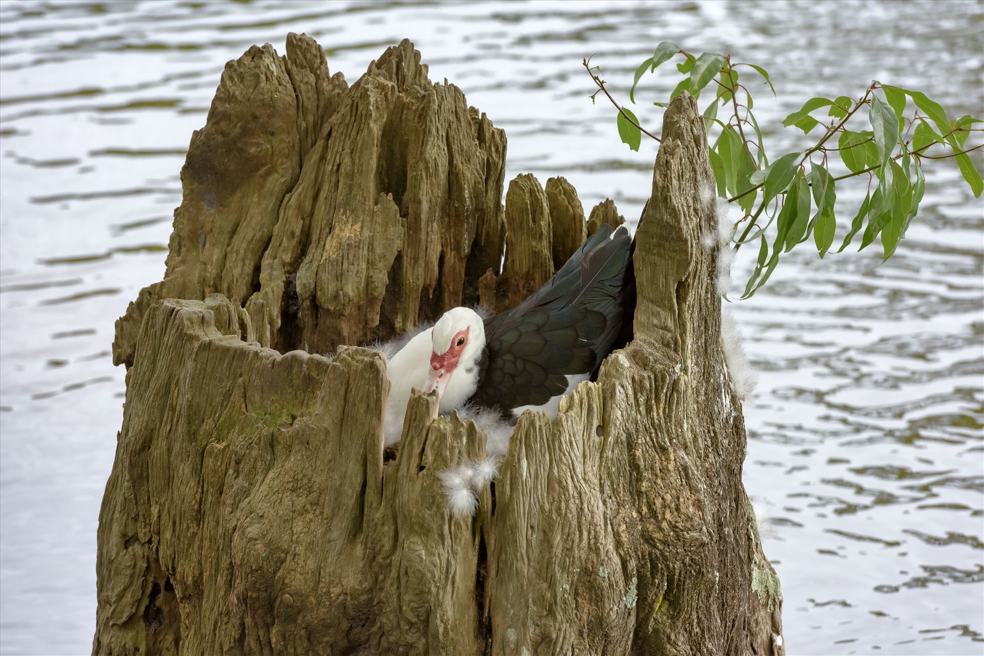 duck sitting on eggs in hollowed out tree stump lake caroline ss alamy 8106732.jpg -  by Terry Kelly Photography